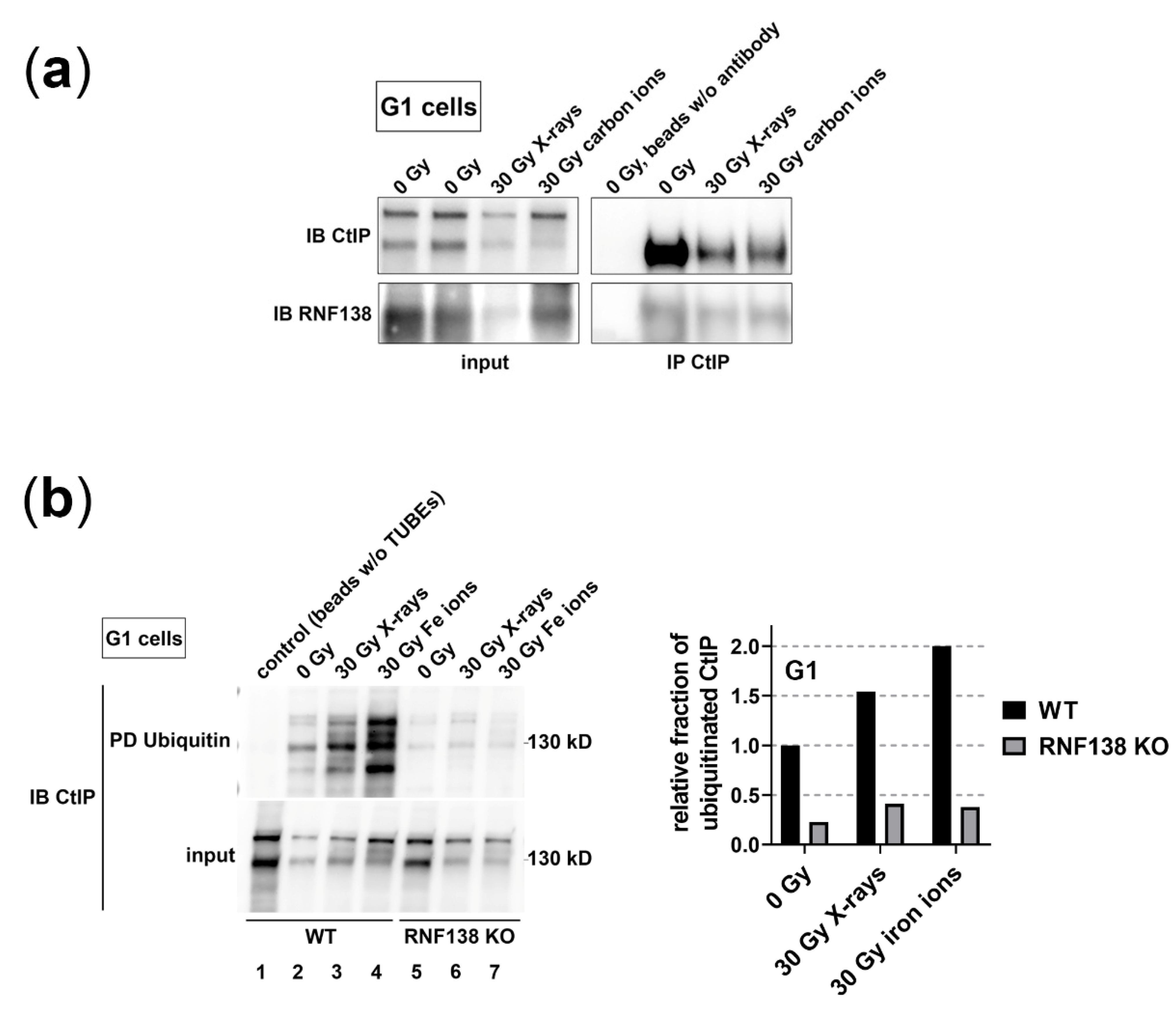 Cells 11 02561 g005 Cells 11 02561 g005