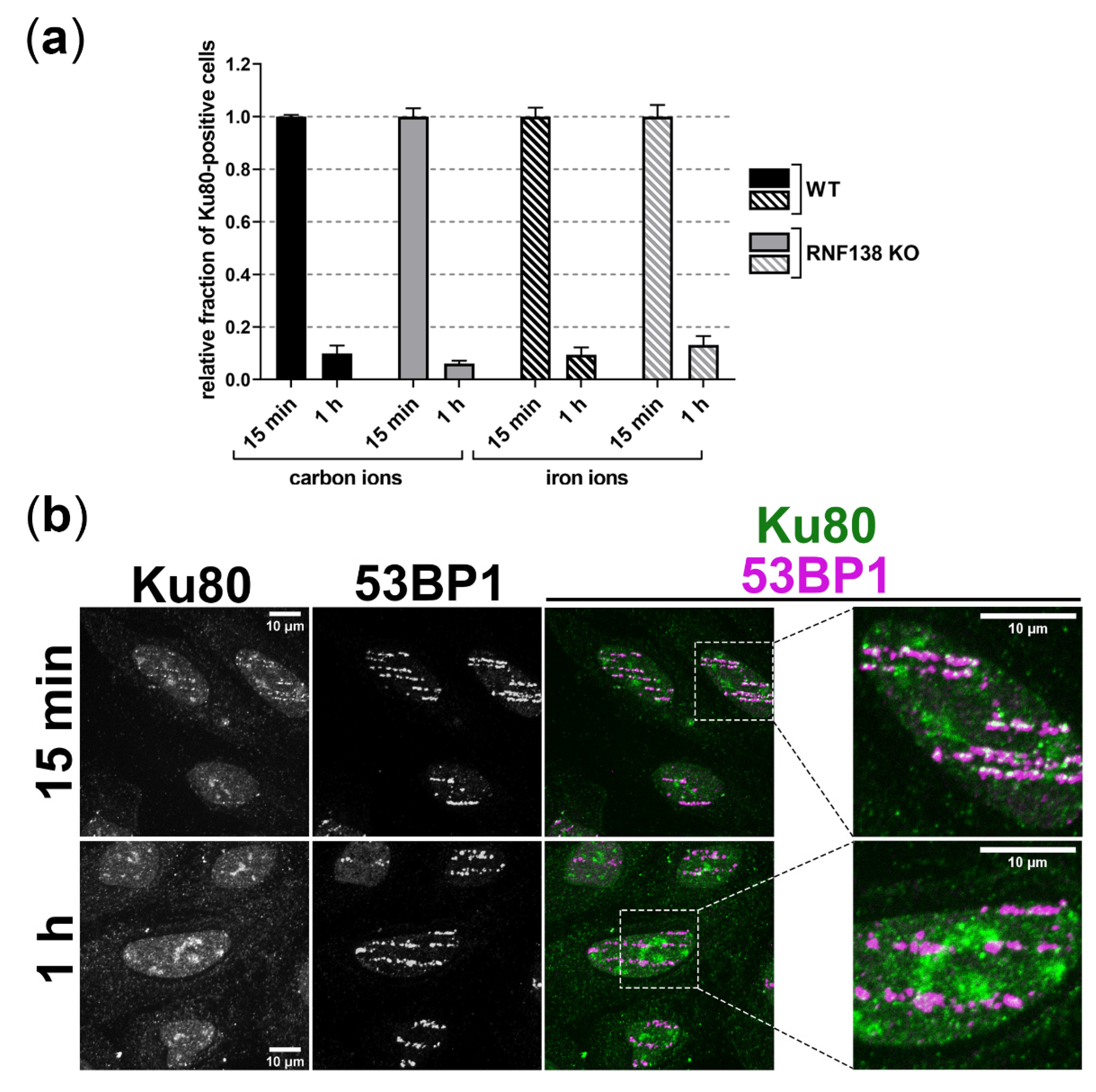 Cells 11 02561 g006 Cells 11 02561 g006