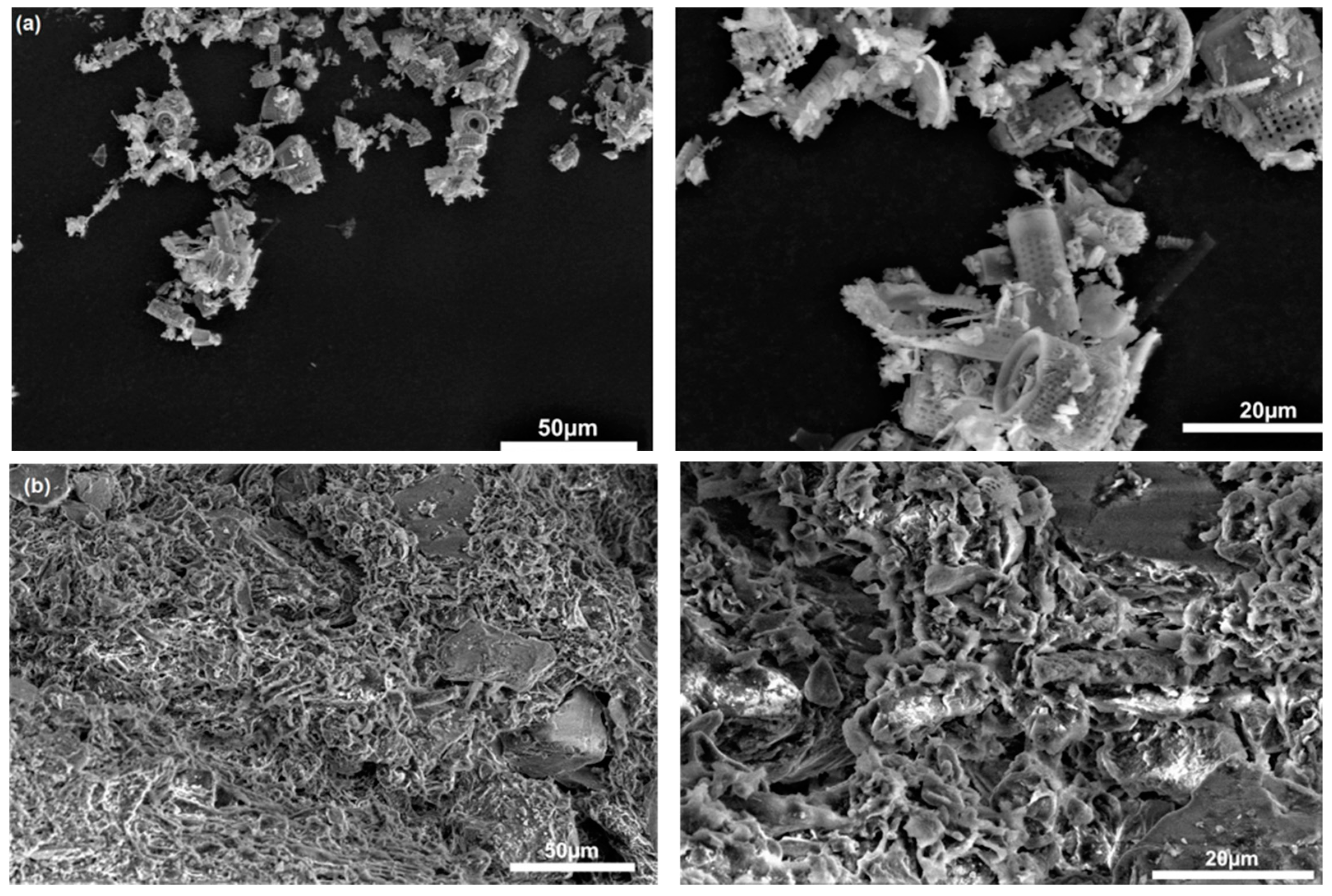 Cells 11 02571 g001 550