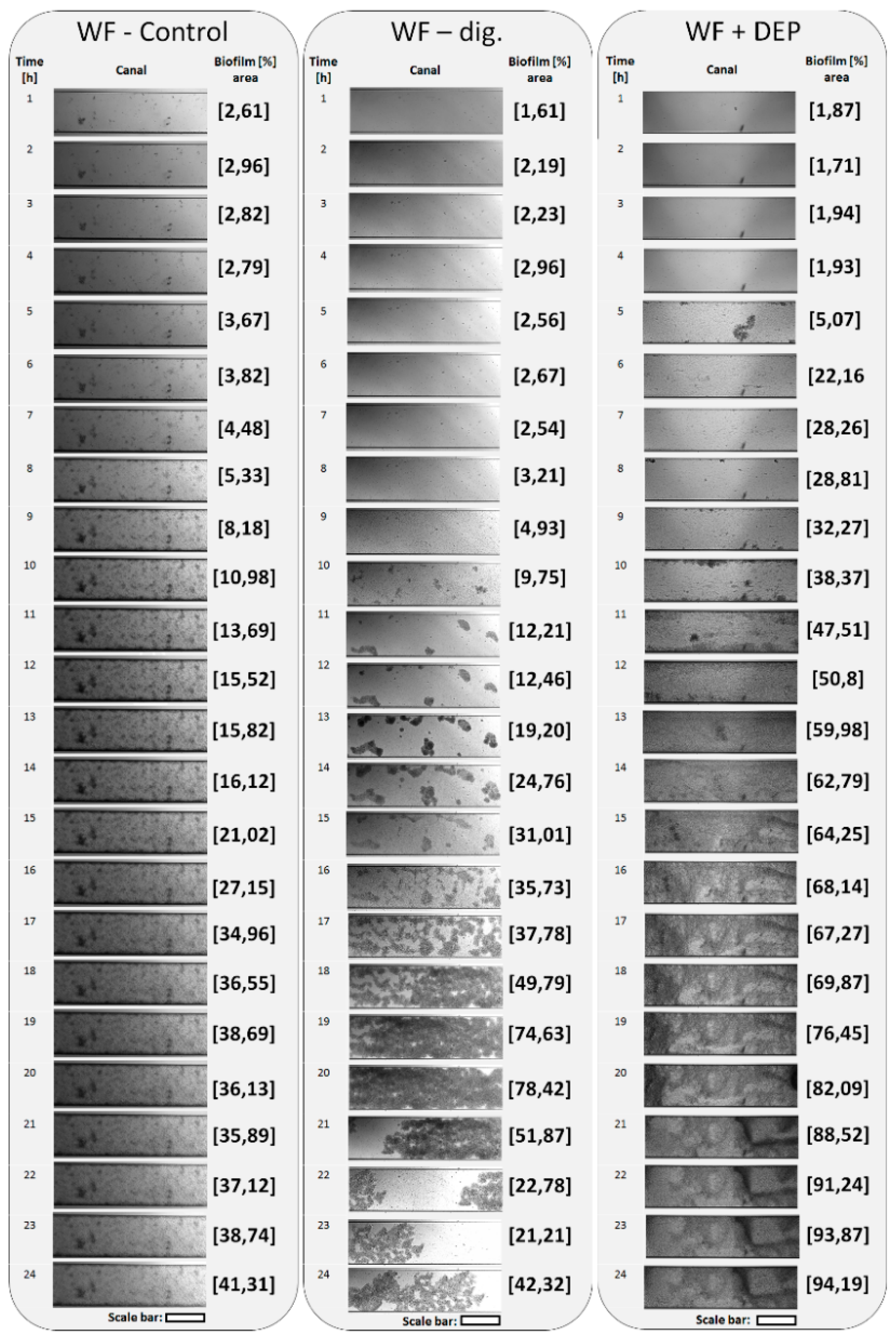 Cells 11 02571 g009 550