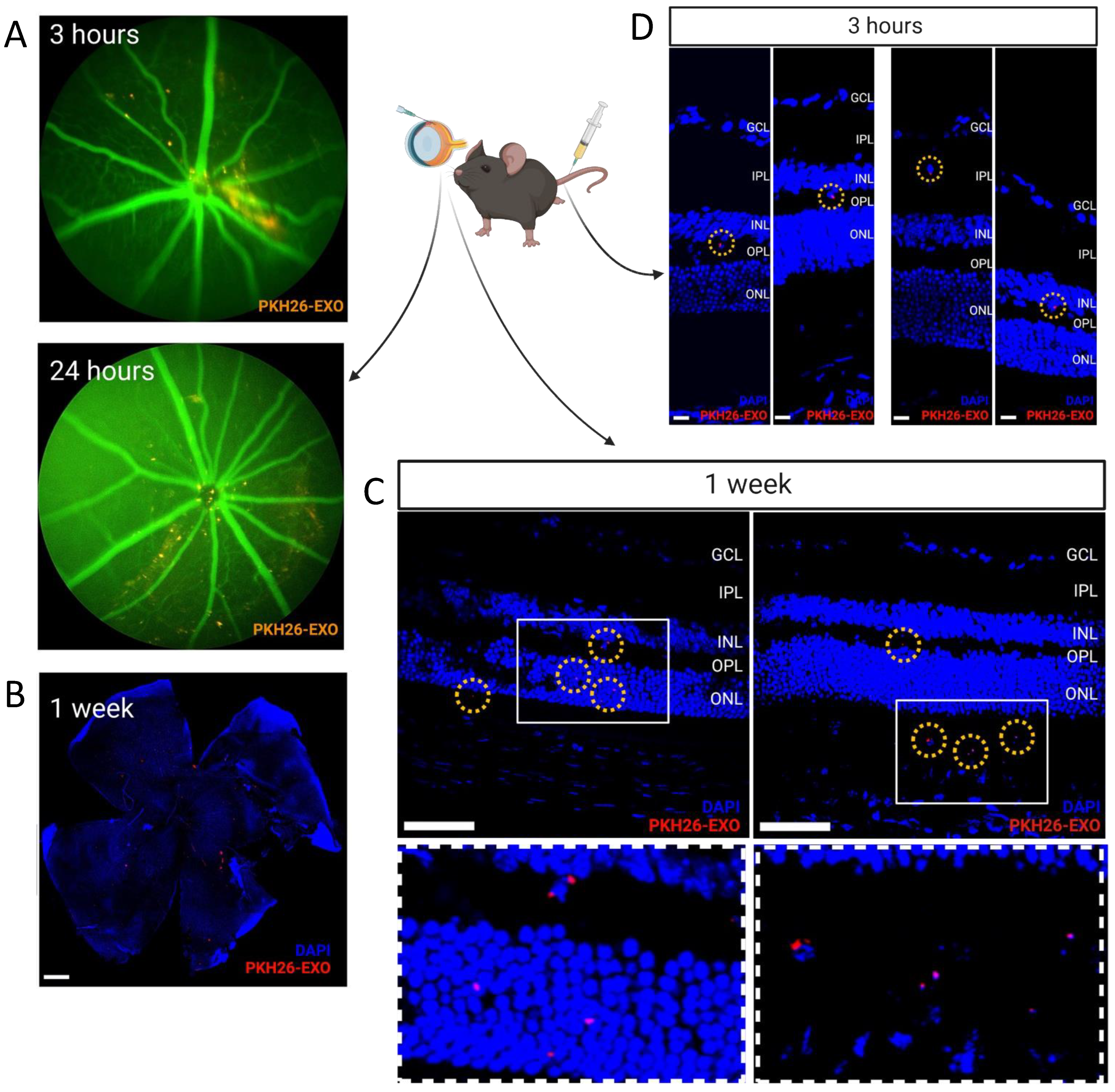 Cells 11 02573 g002 Cells 11 02573 g002