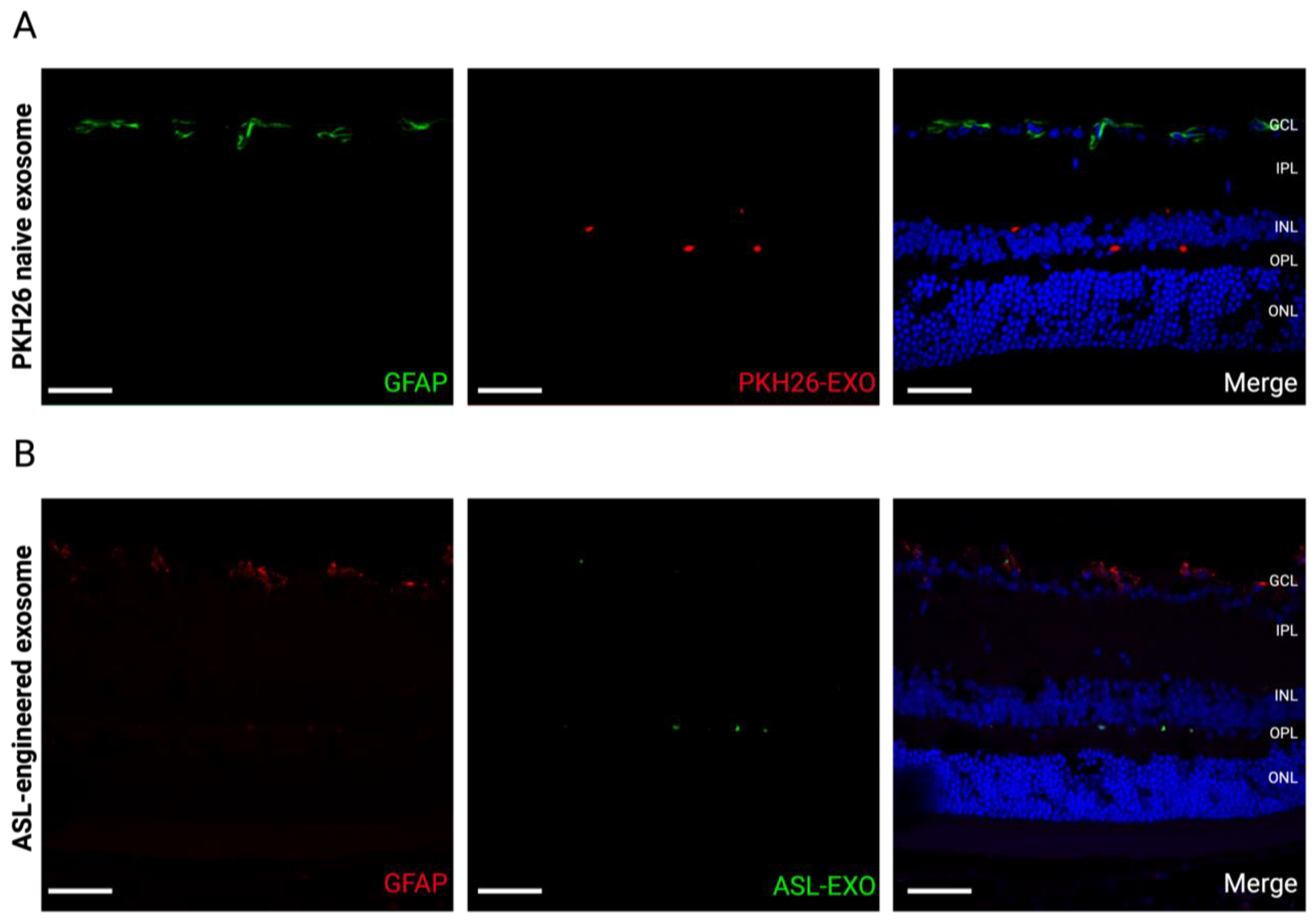 Cells 11 02573 g007 Cells 11 02573 g007