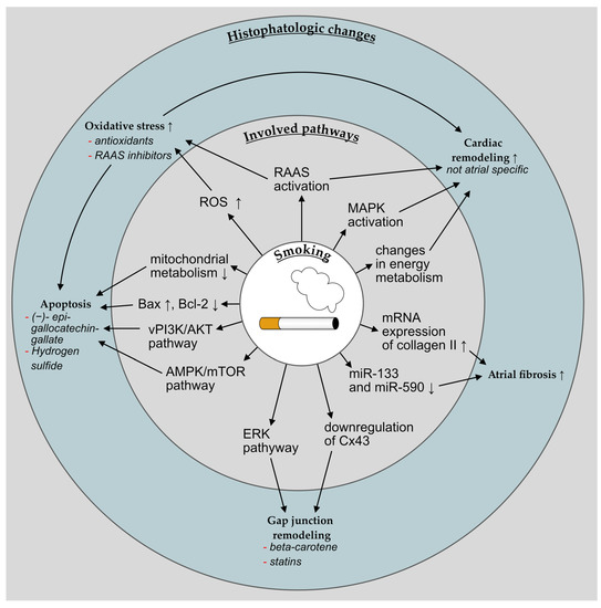Cells | Free Full-Text | Harmful Impact of Tobacco Smoking and