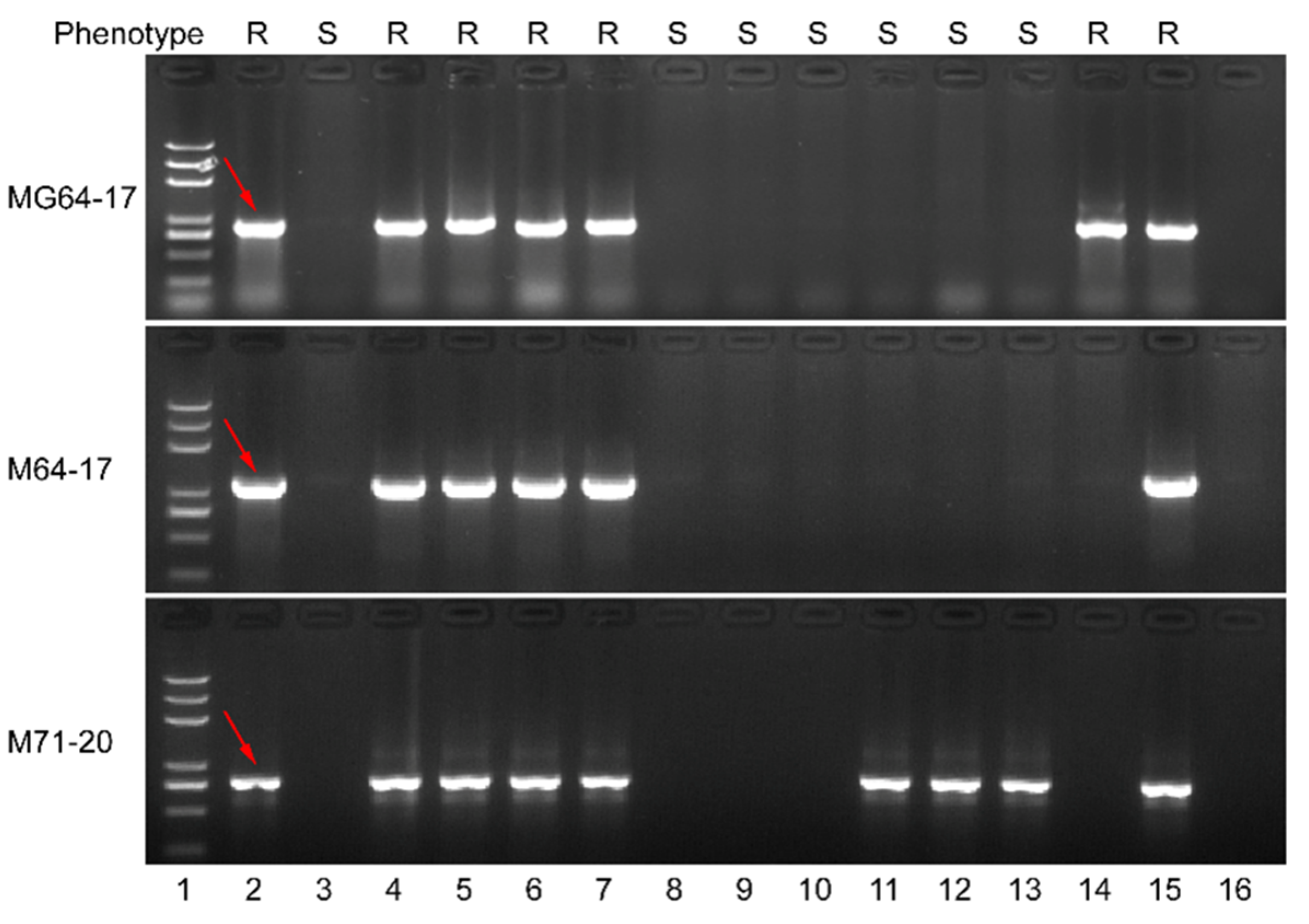 Cells 11 02577 g007 Cells 11 02577 g007