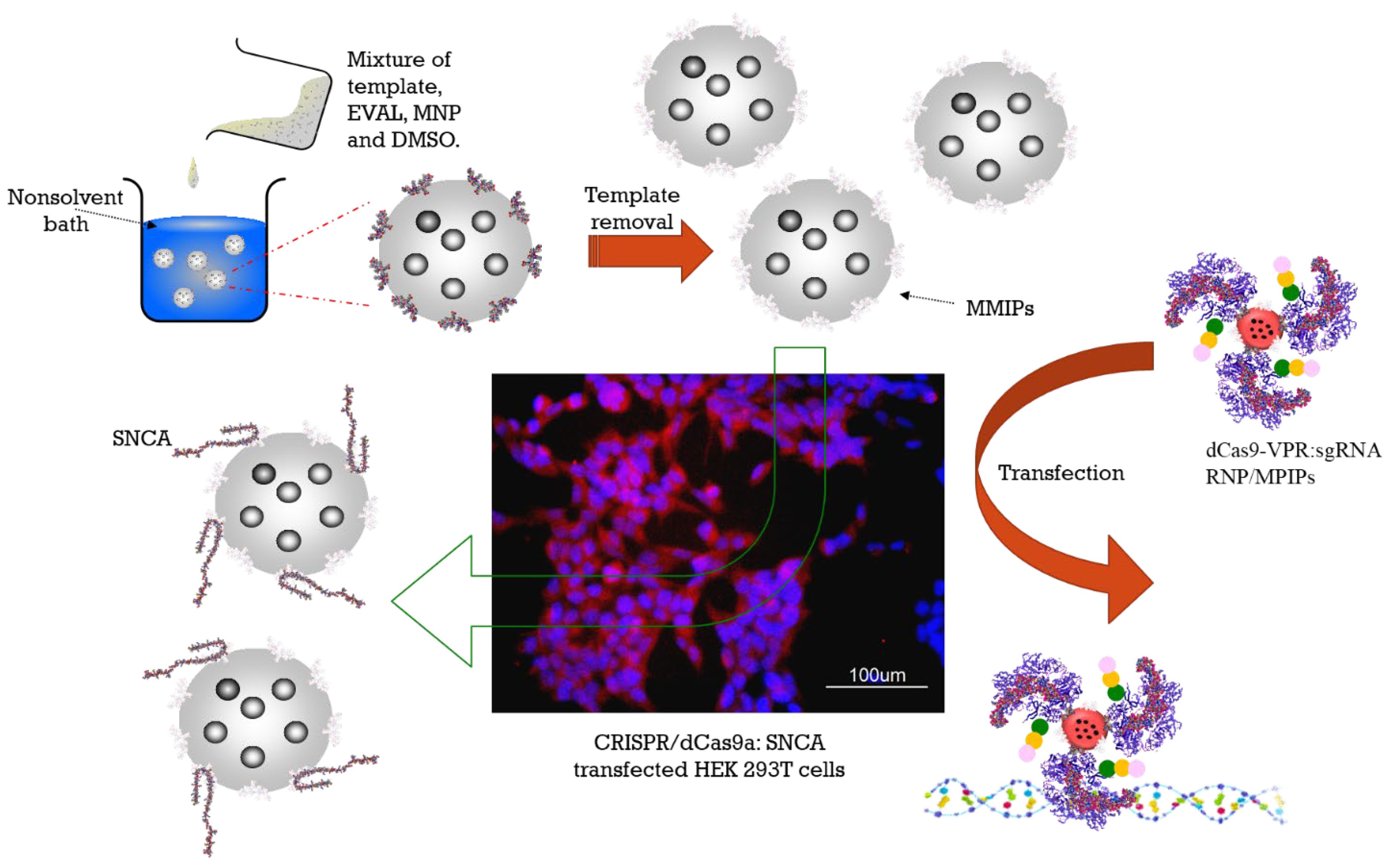 Cells 11 02584 sch001