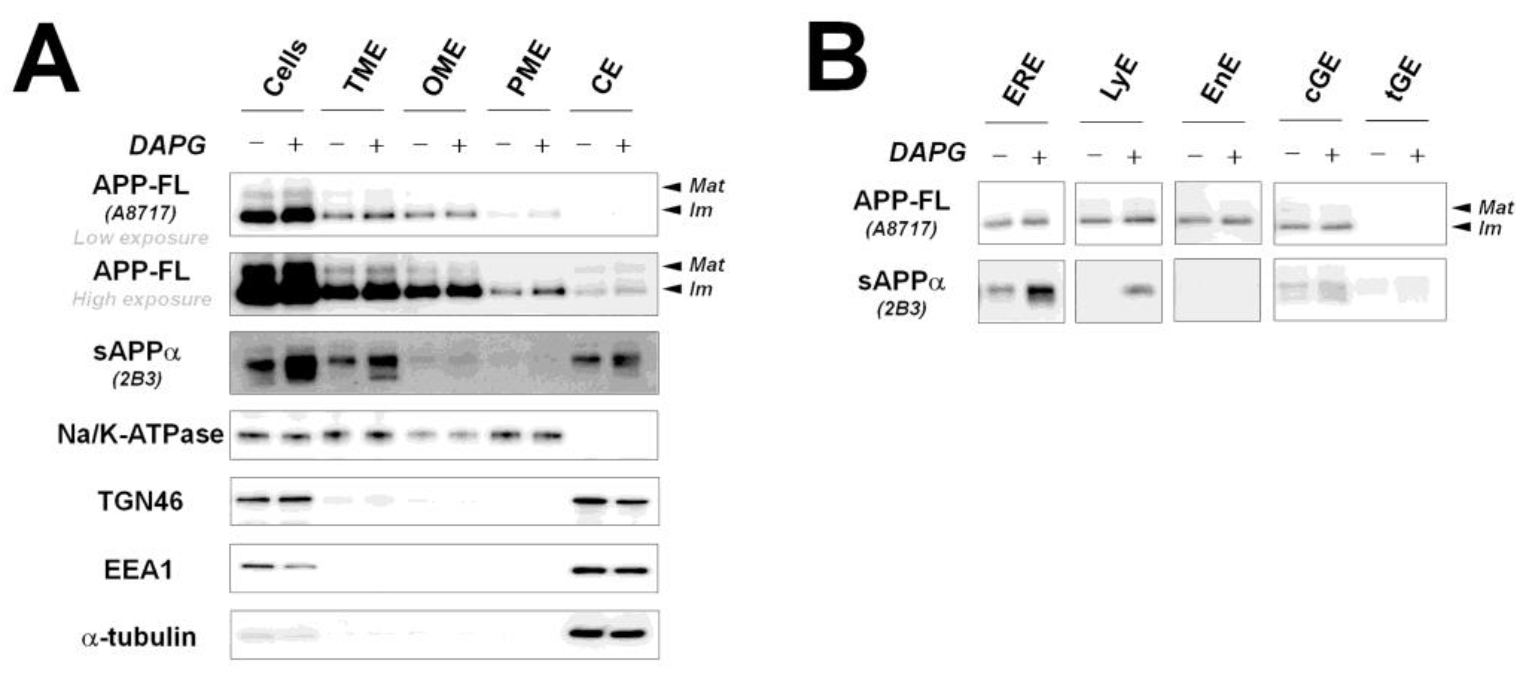 Cells 11 02585 g004 550