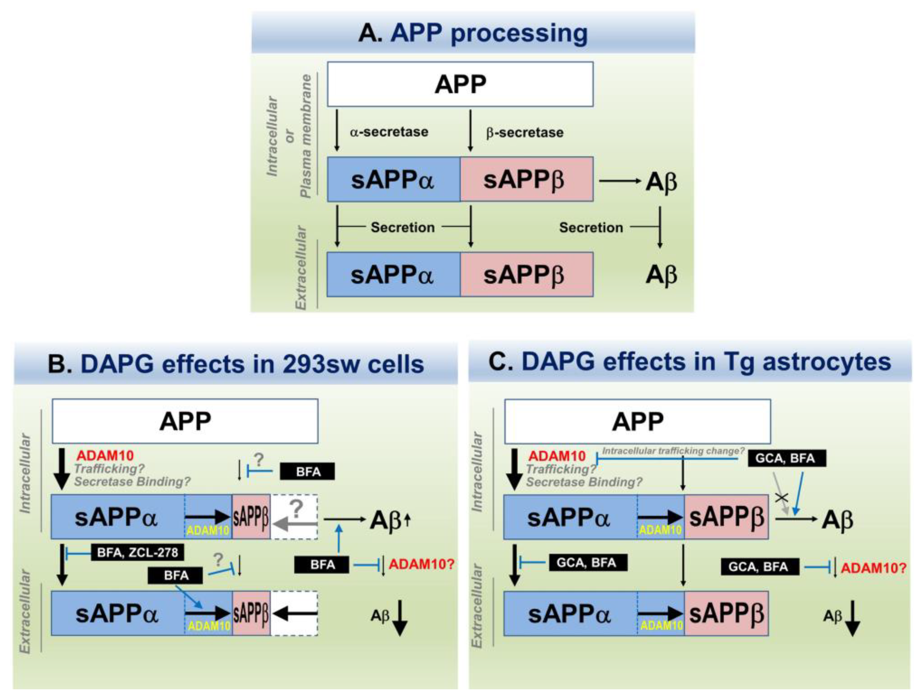 Cells 11 02585 g011 550