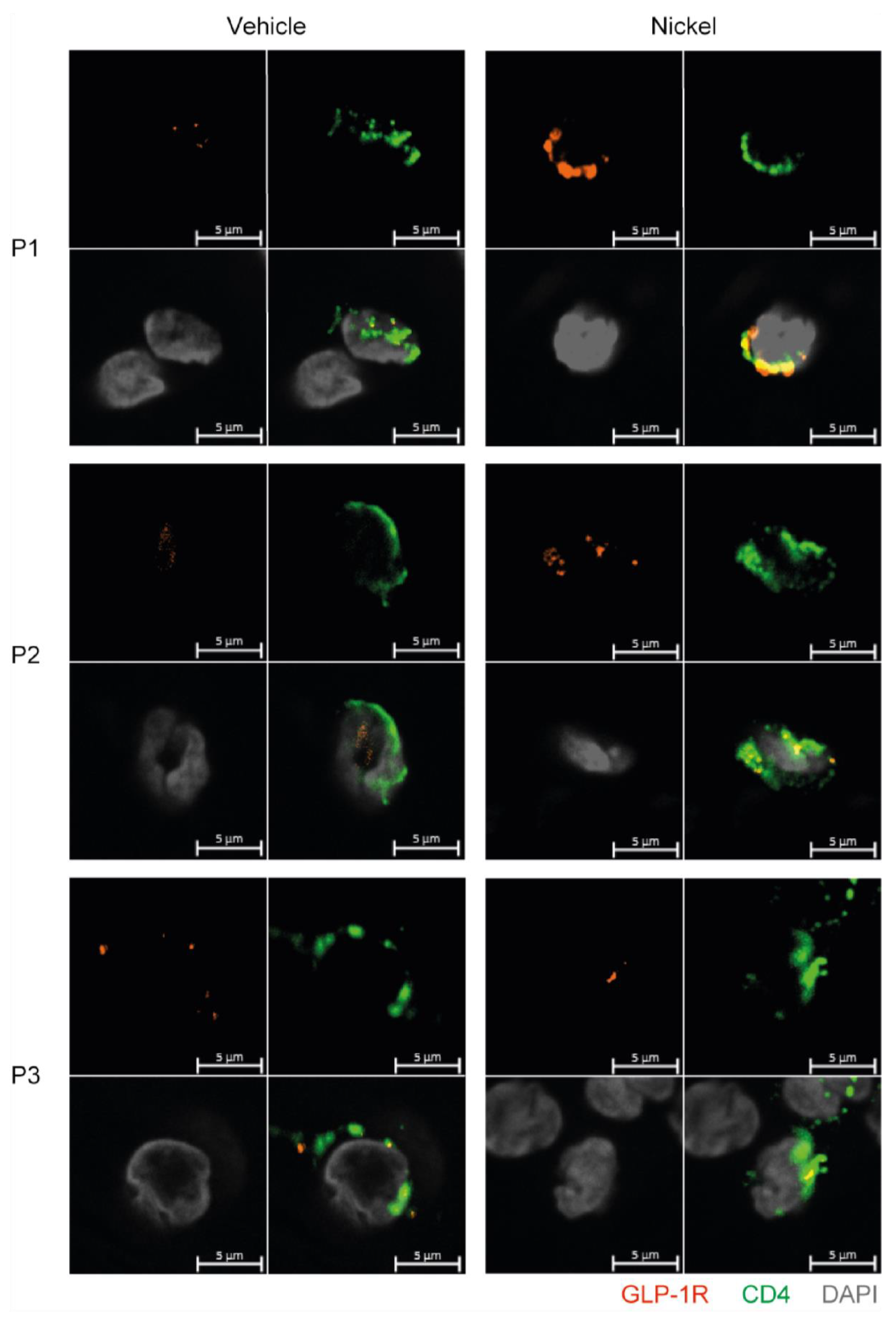 Cells 11 02587 g006 550