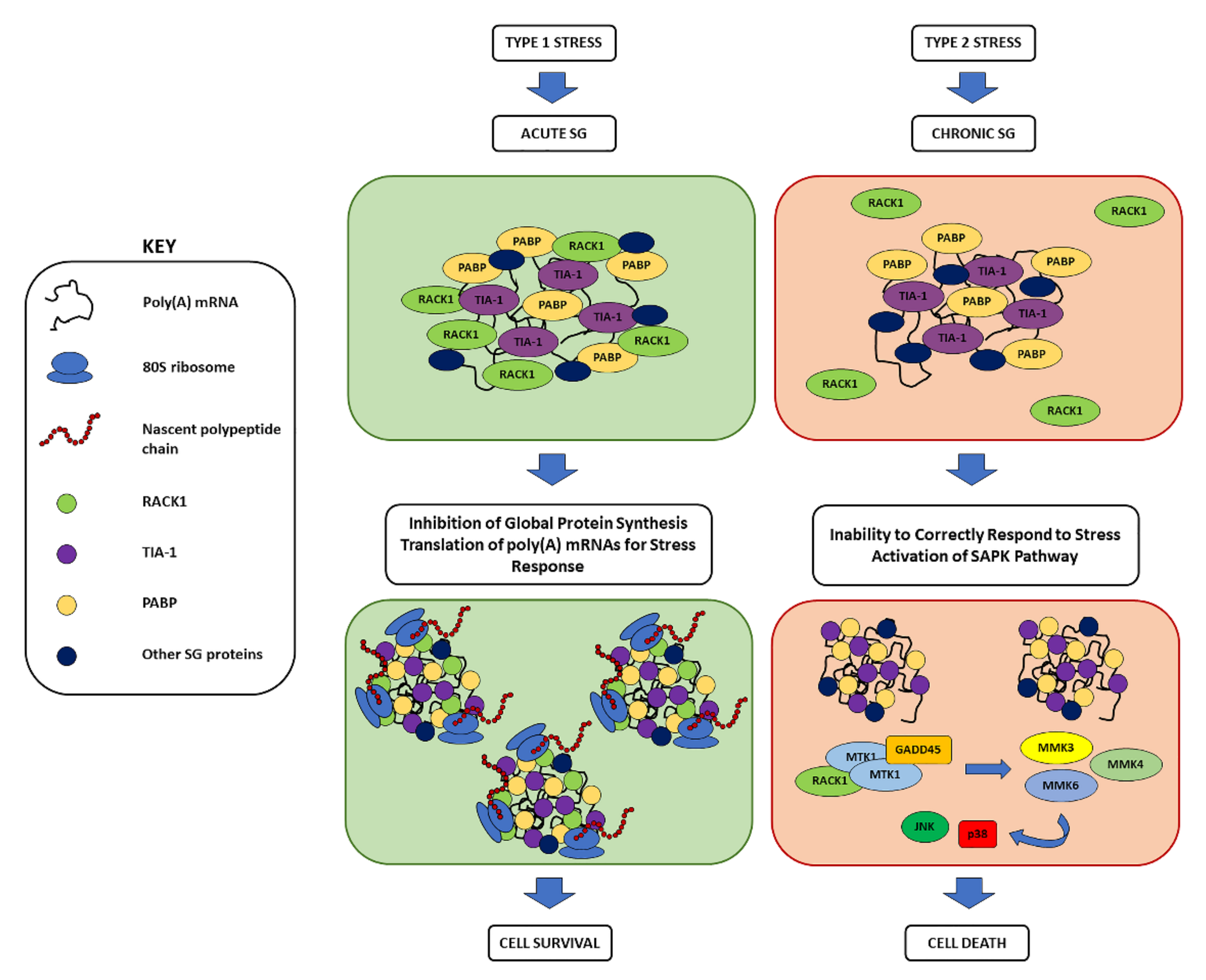 Cells 11 02590 g004 Cells 11 02590 g004