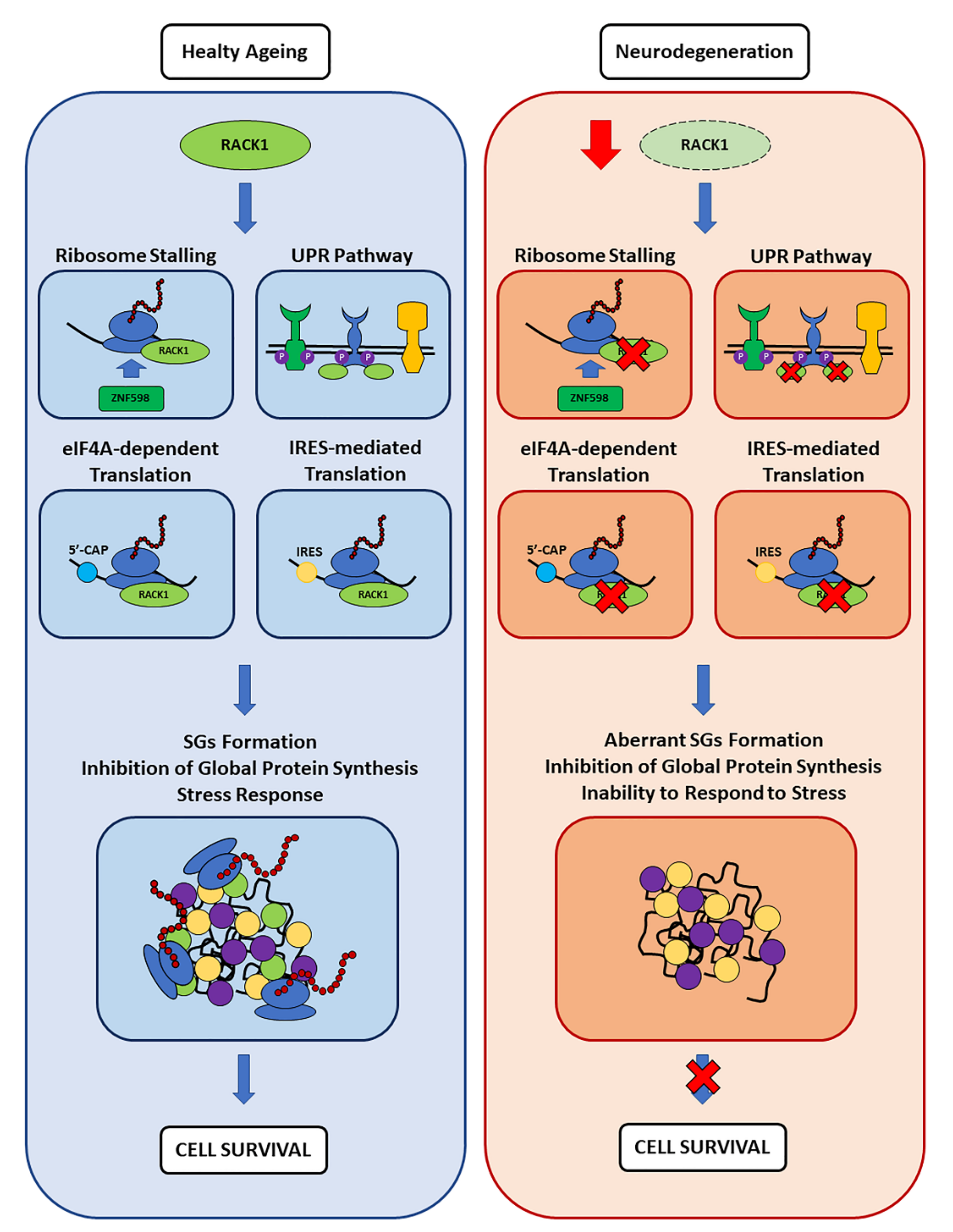 Cells 11 02590 g005 Cells 11 02590 g005