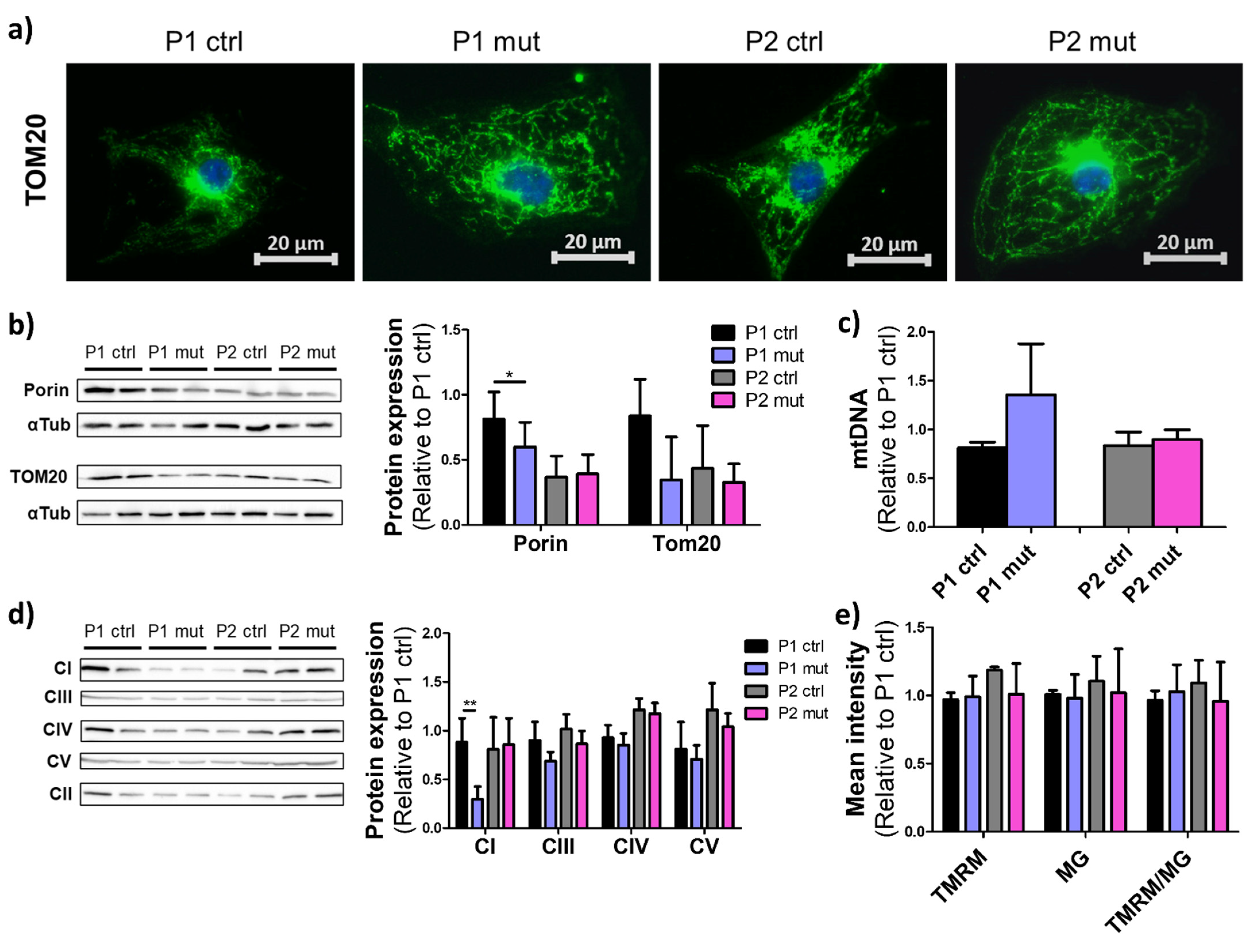 Cells 11 02593 g002 550