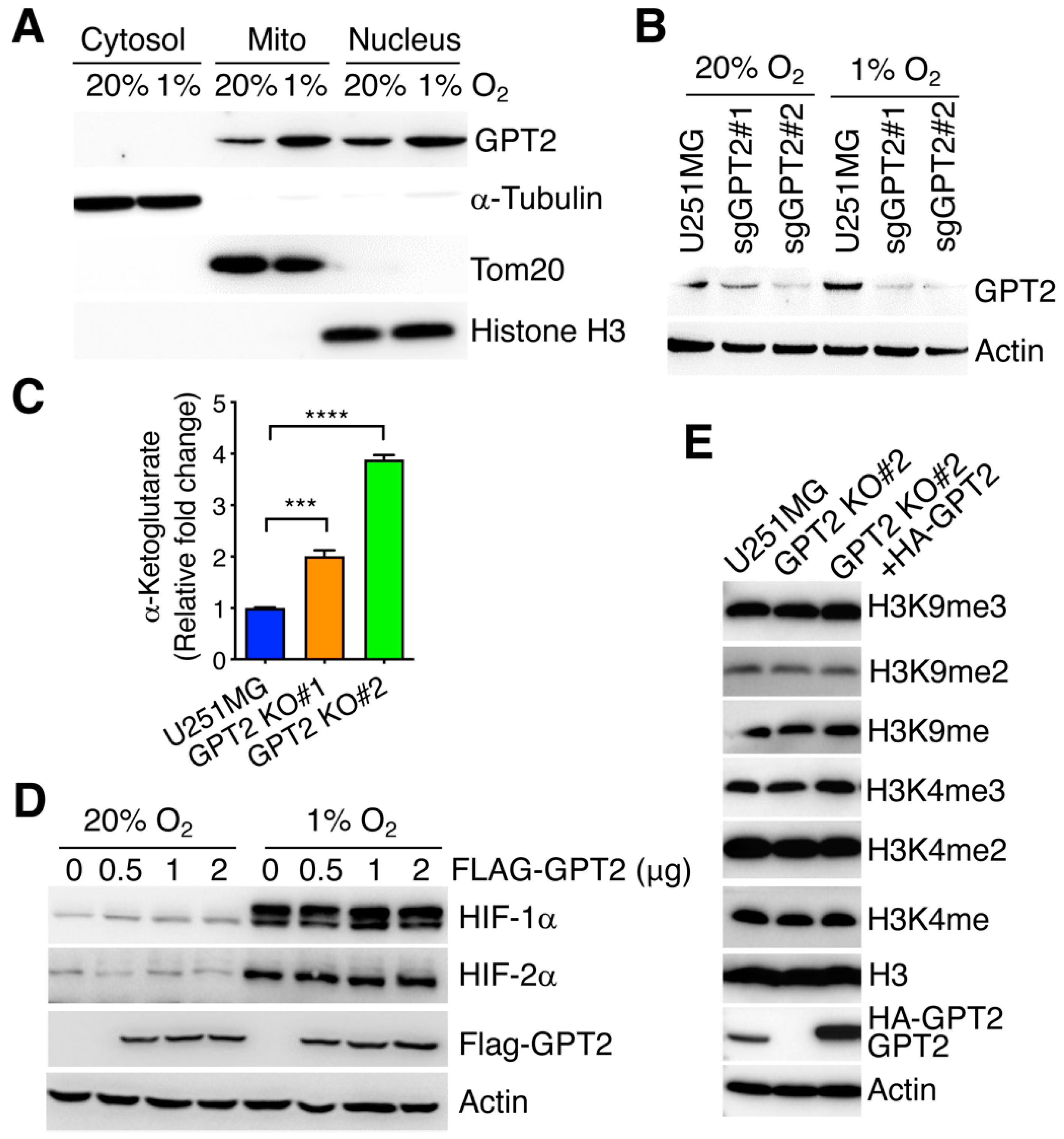Cells 11 02597 g003 550