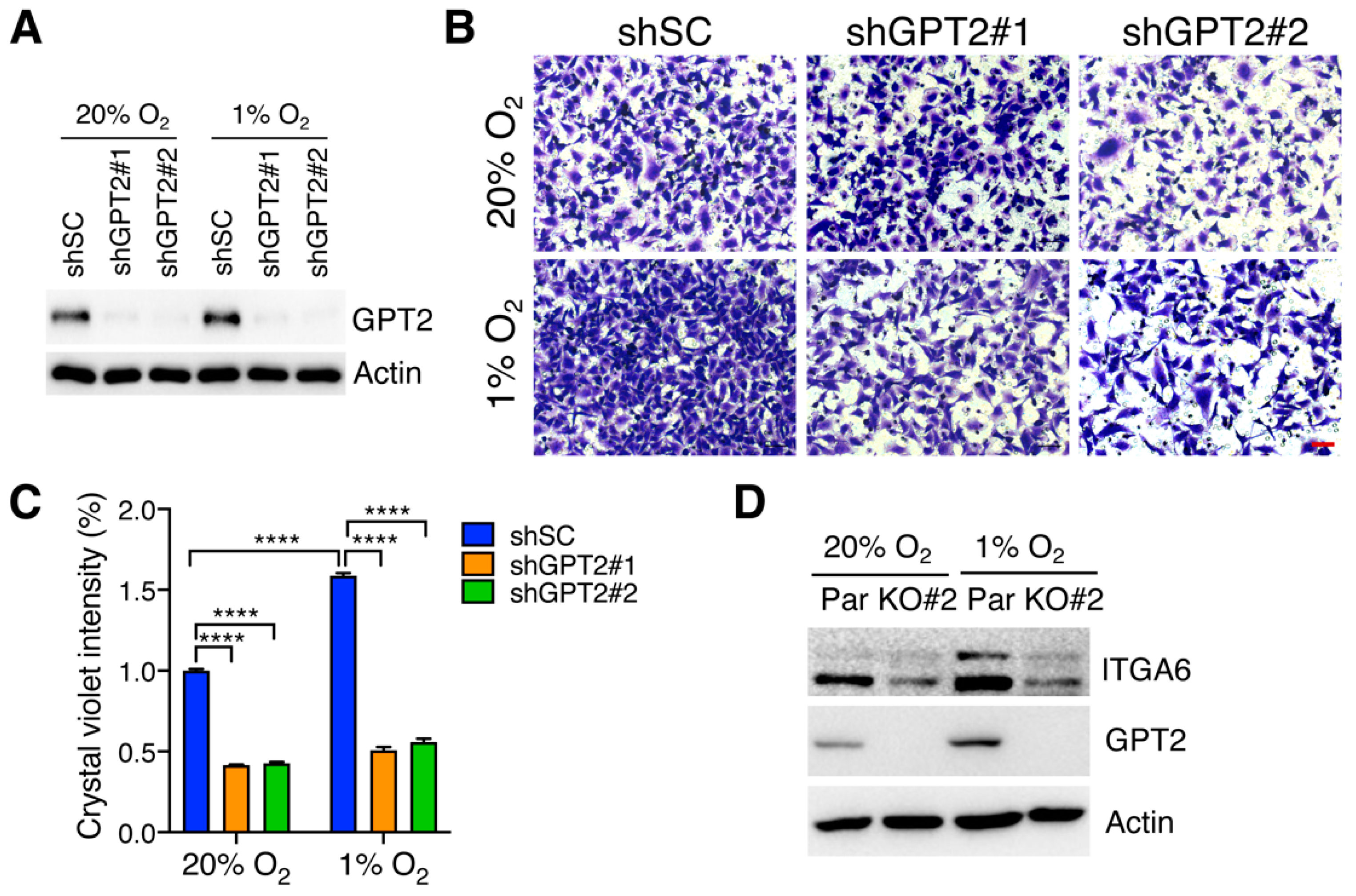 Cells 11 02597 g004 550