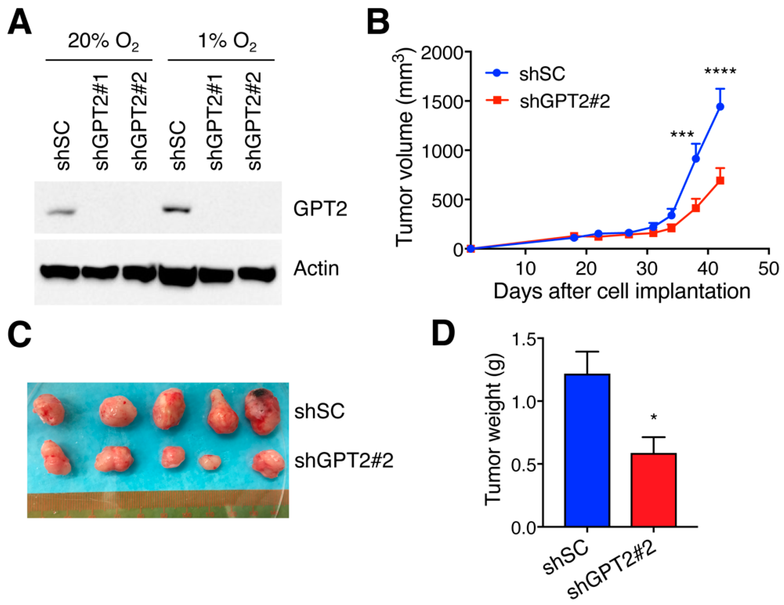Cells 11 02597 g006 550