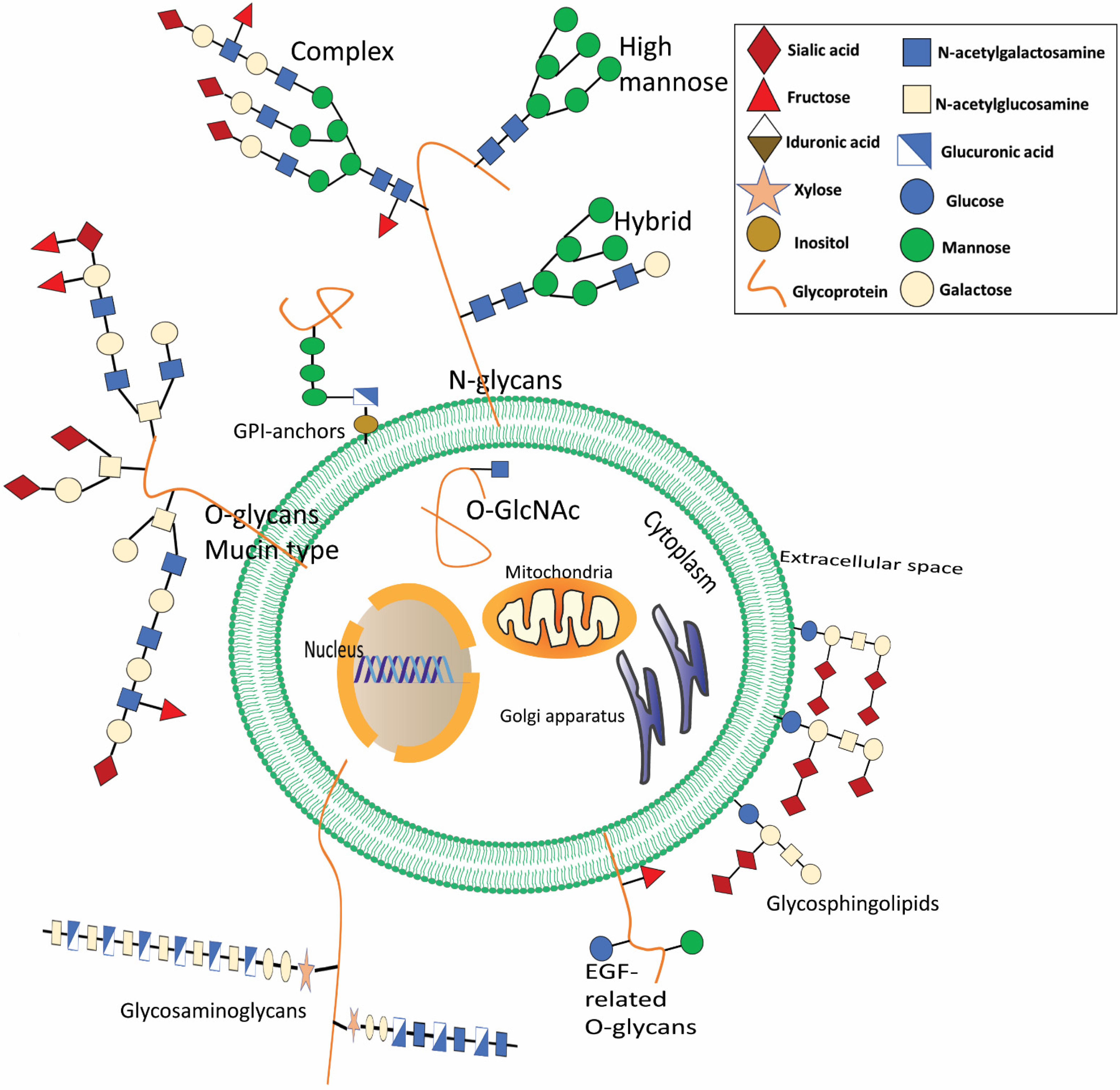 Cells 11 02598 g001 Cells 11 02598 g001