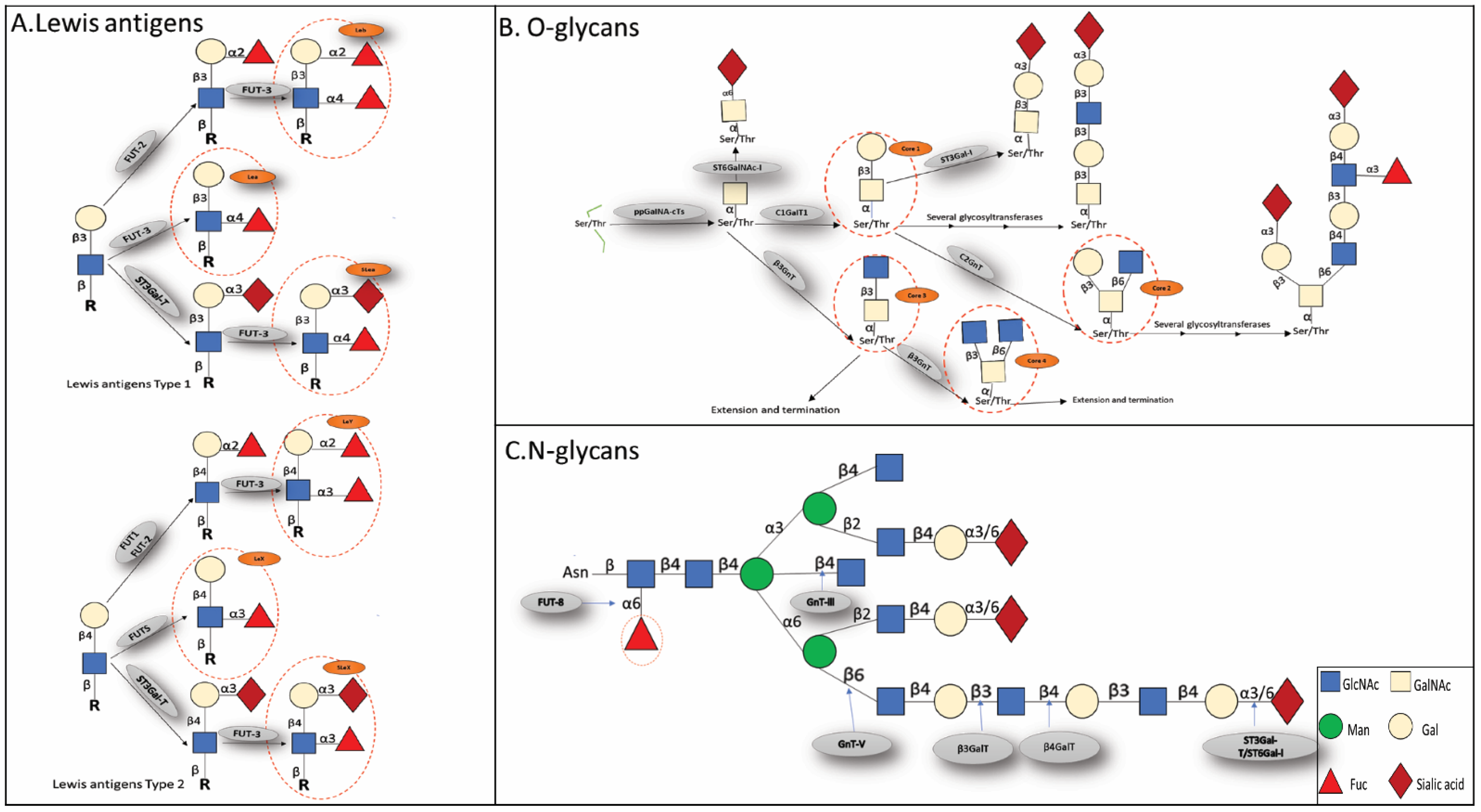 Cells 11 02598 g002 Cells 11 02598 g002