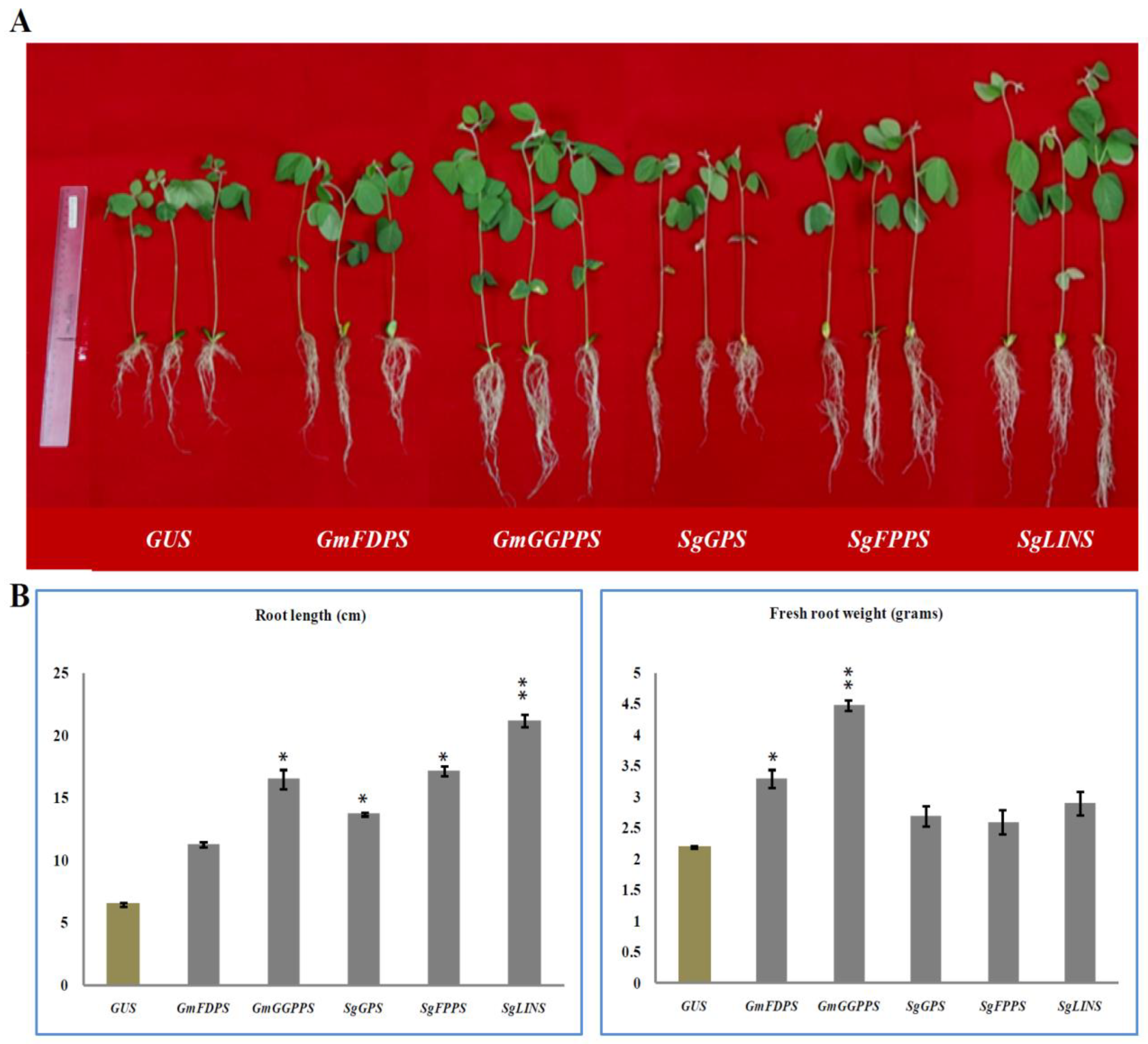 Cells 11 02622 g001 550