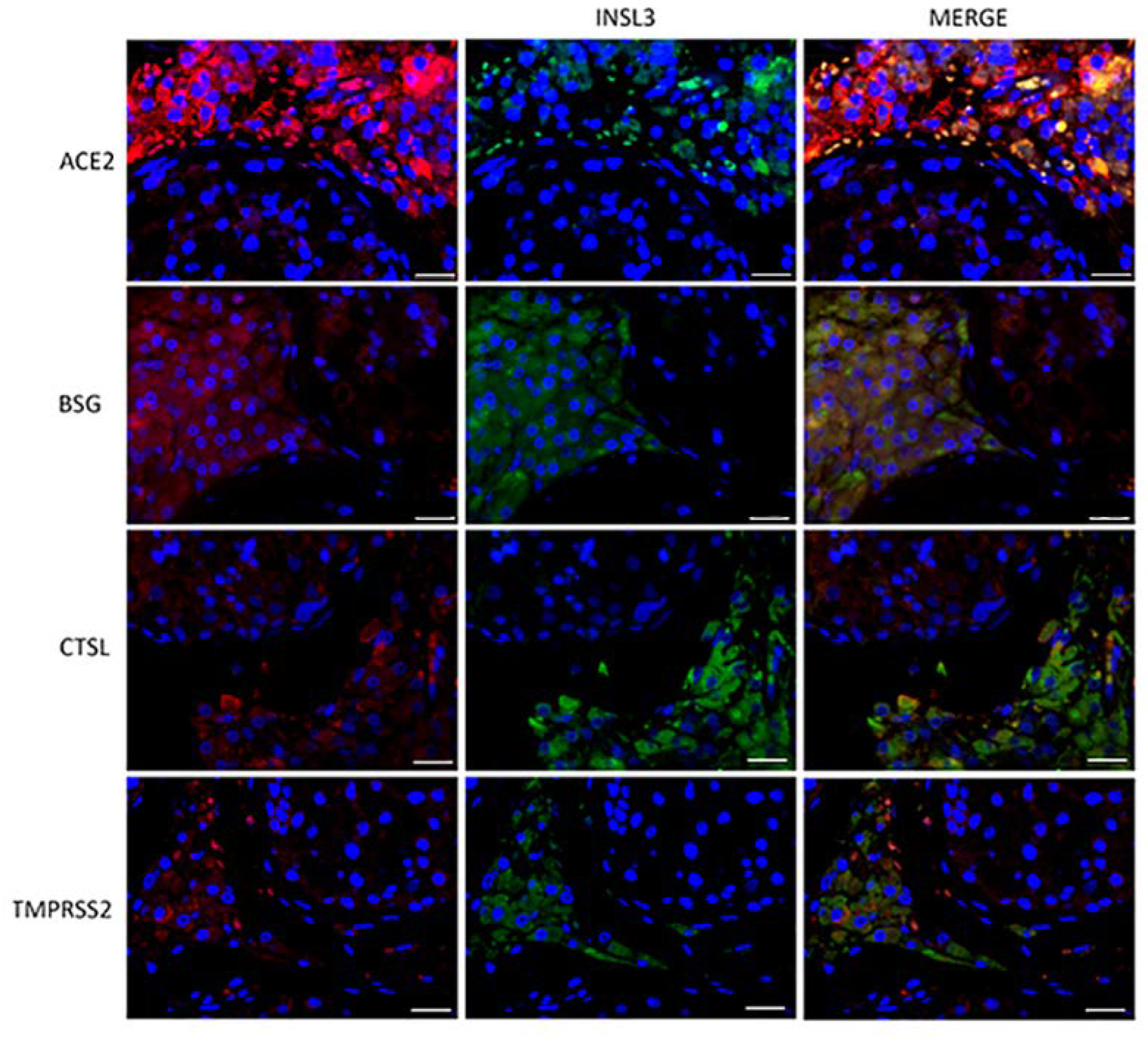 Cells 11 02631 g002 550