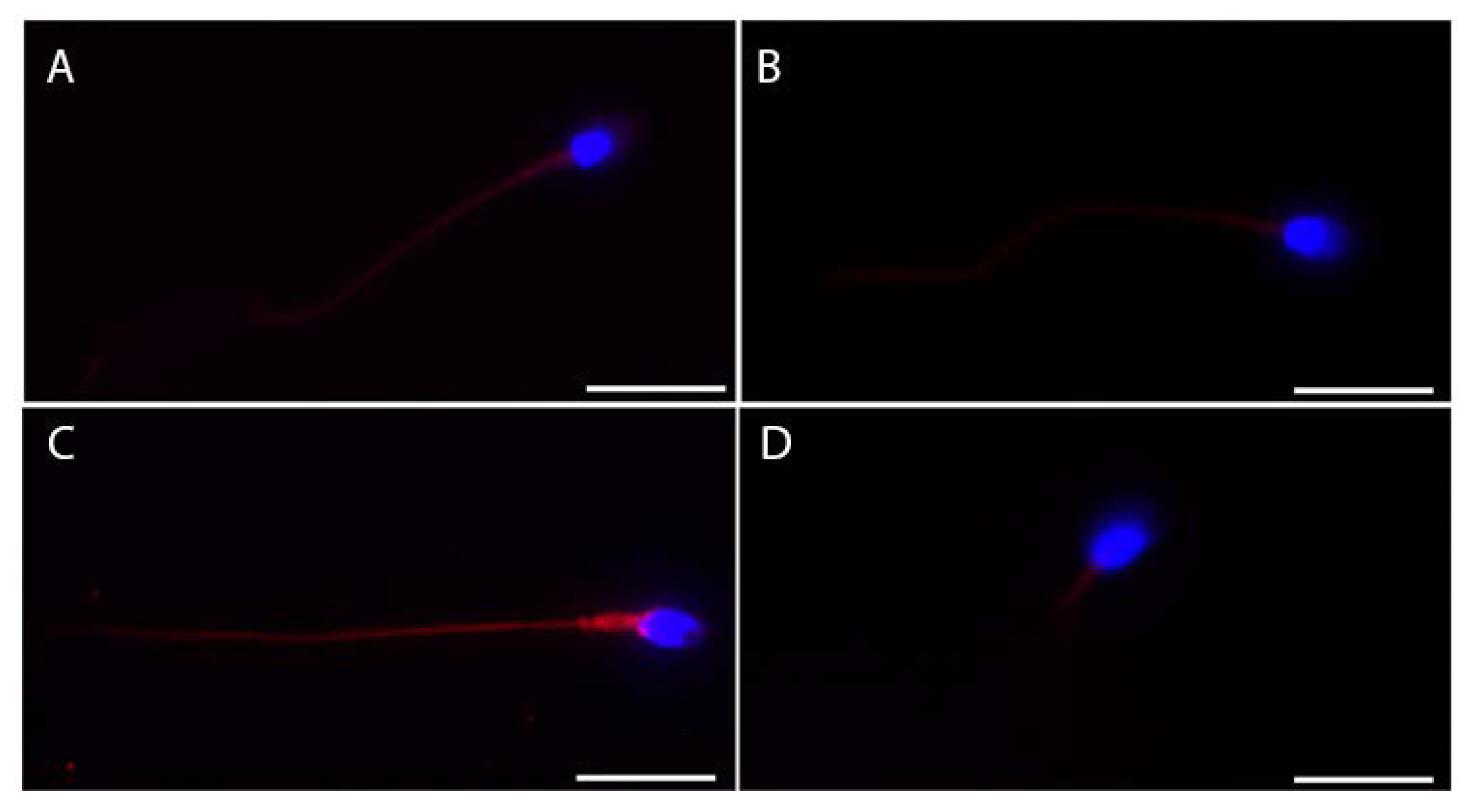 Cells 11 02631 g003 550
