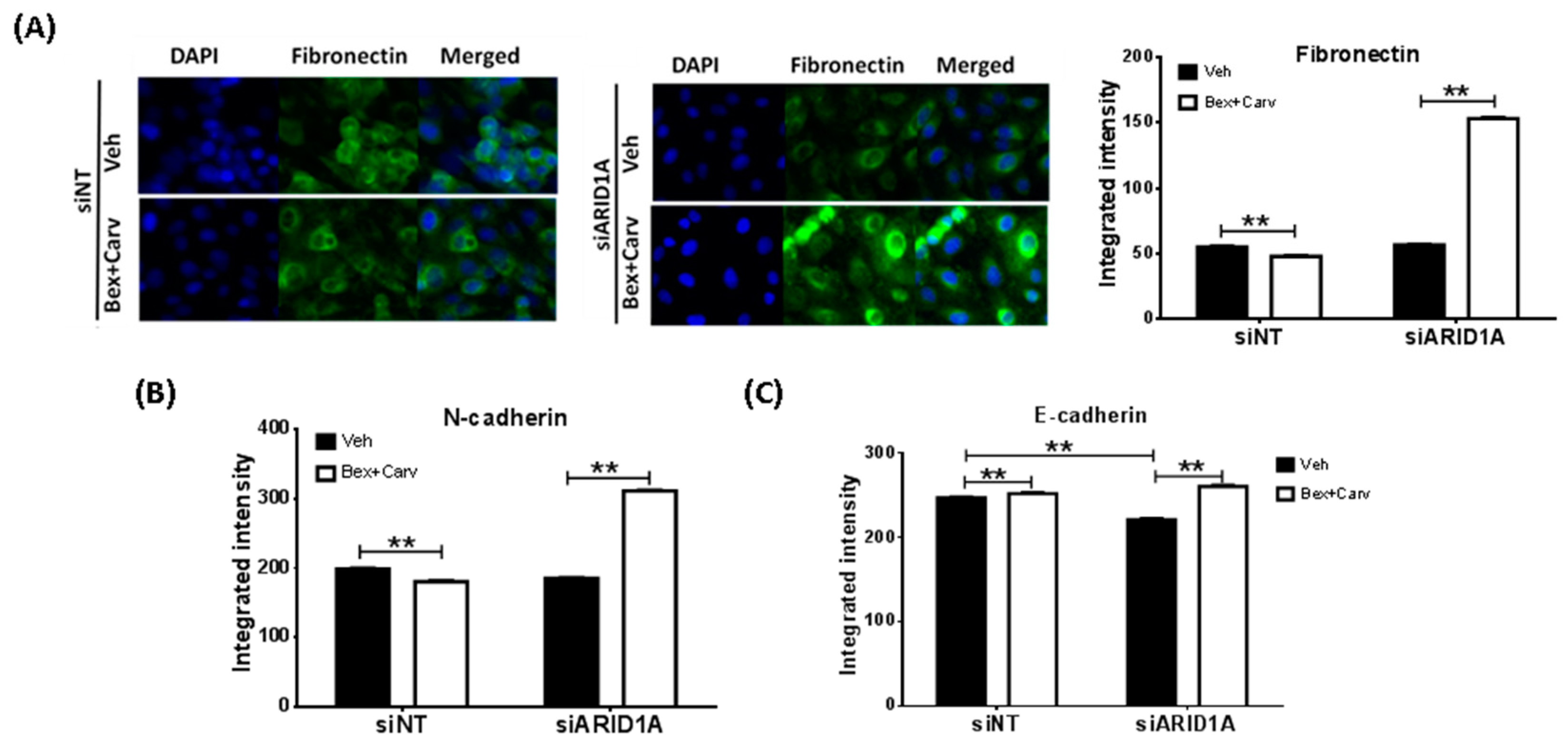 Cells 11 02633 g005 550