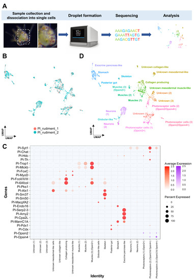 This Deep-Sea Fish Has the Most Types of Opsins Among Vertebrates