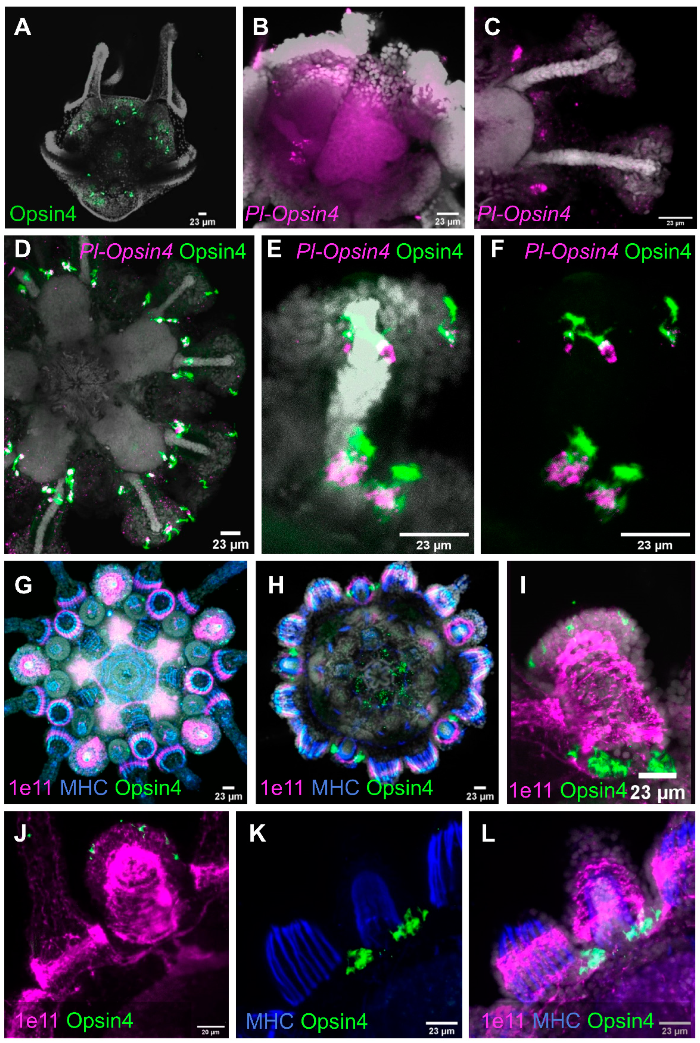 Cells 11 02636 g004 550
