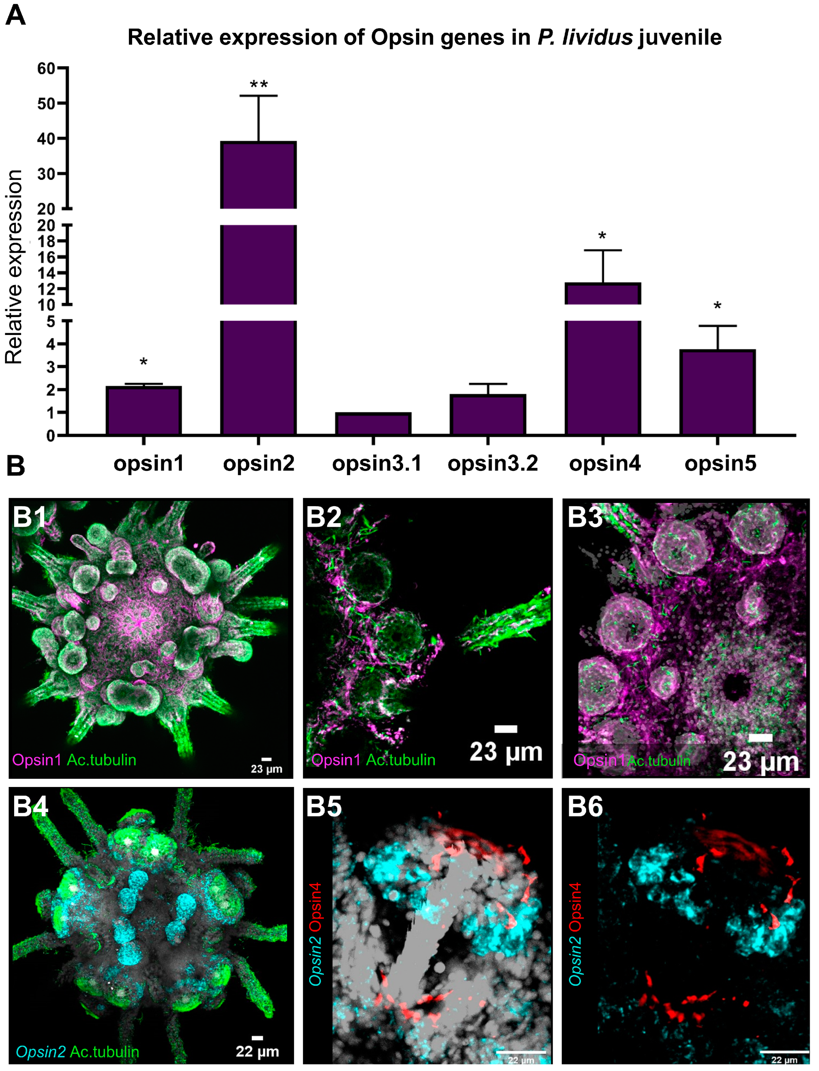 Cells 11 02636 g006 550