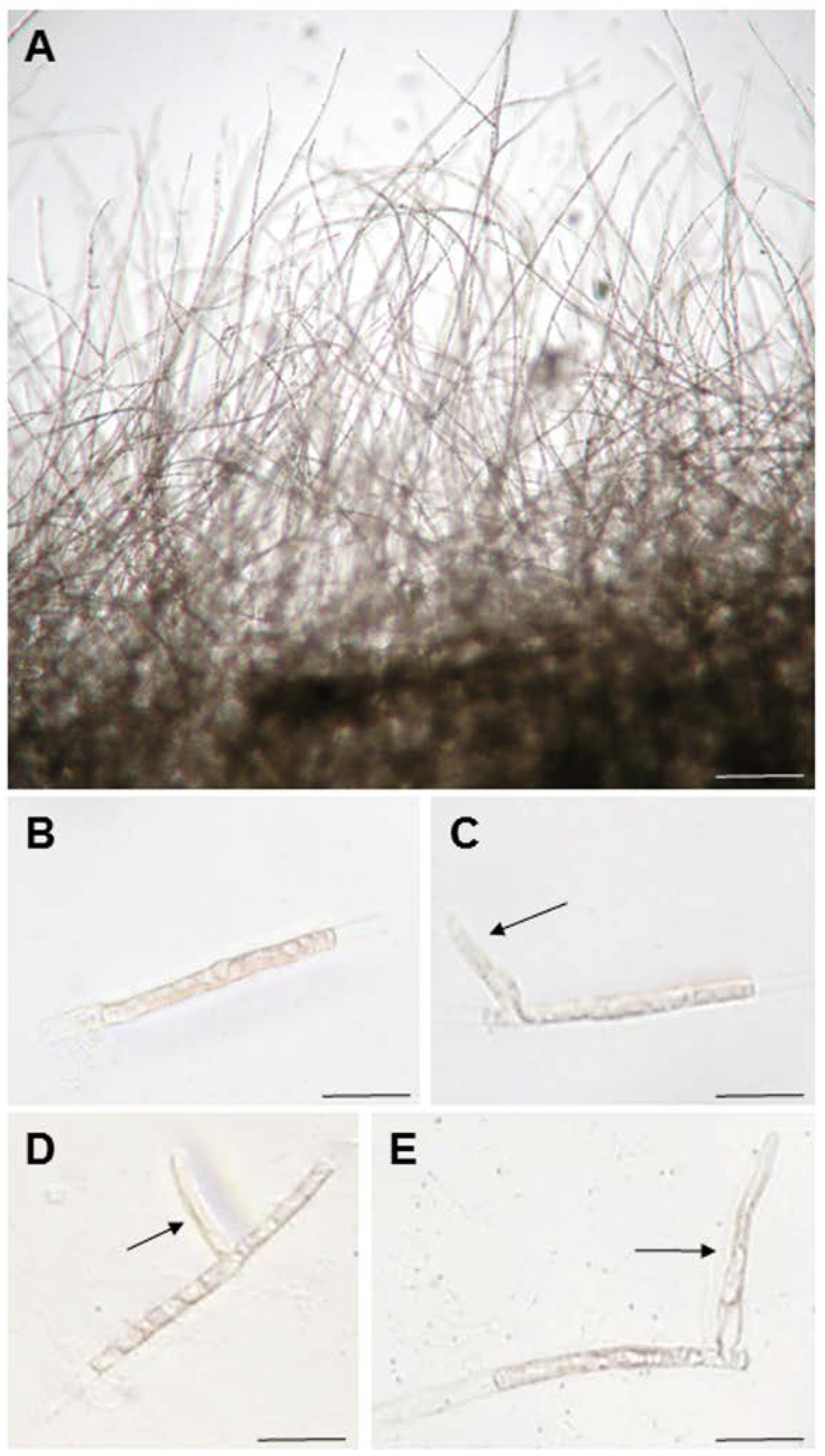 Cells 11 02652 g001 Cells 11 02652 g001