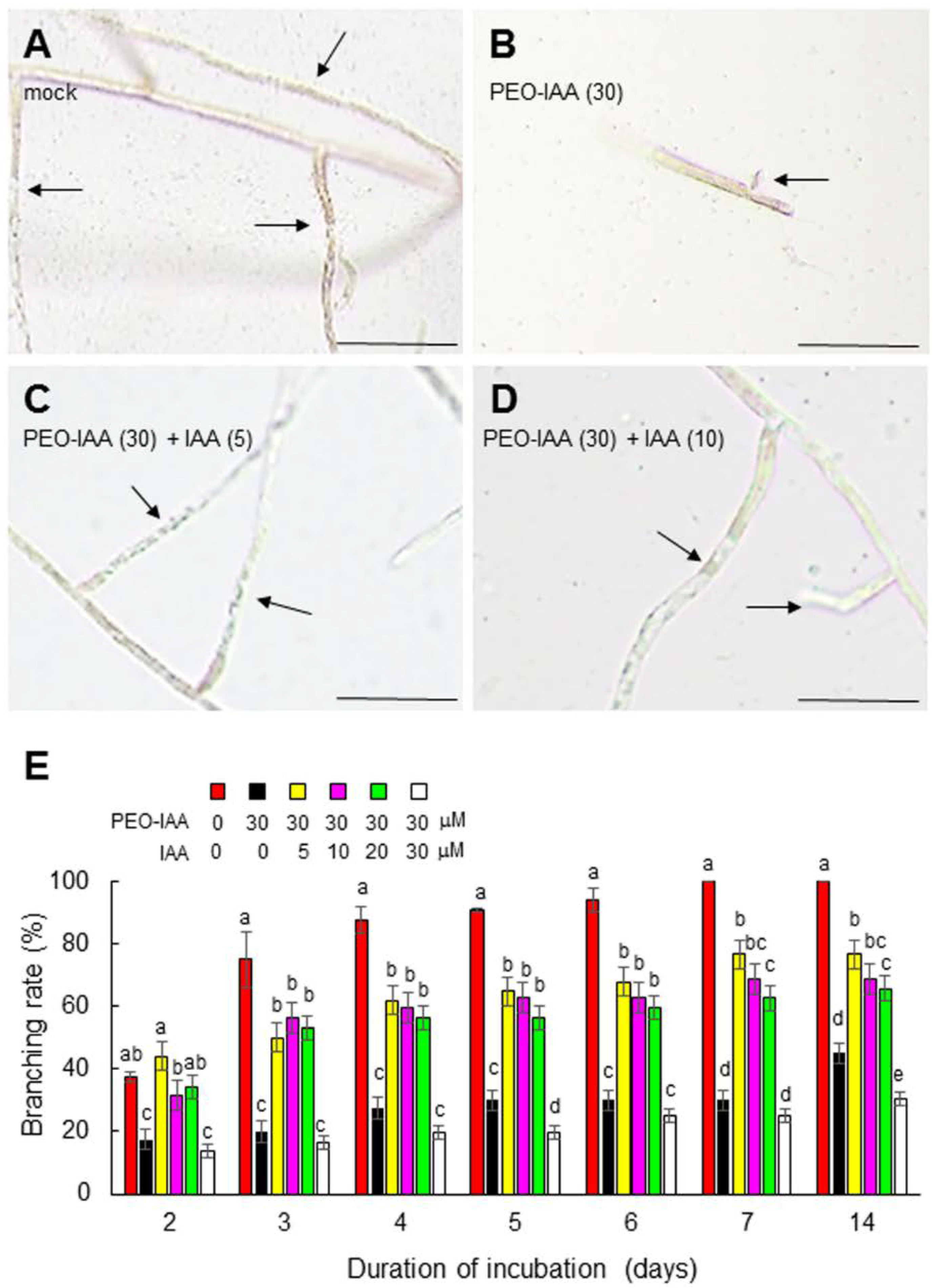 Cells 11 02652 g003 Cells 11 02652 g003