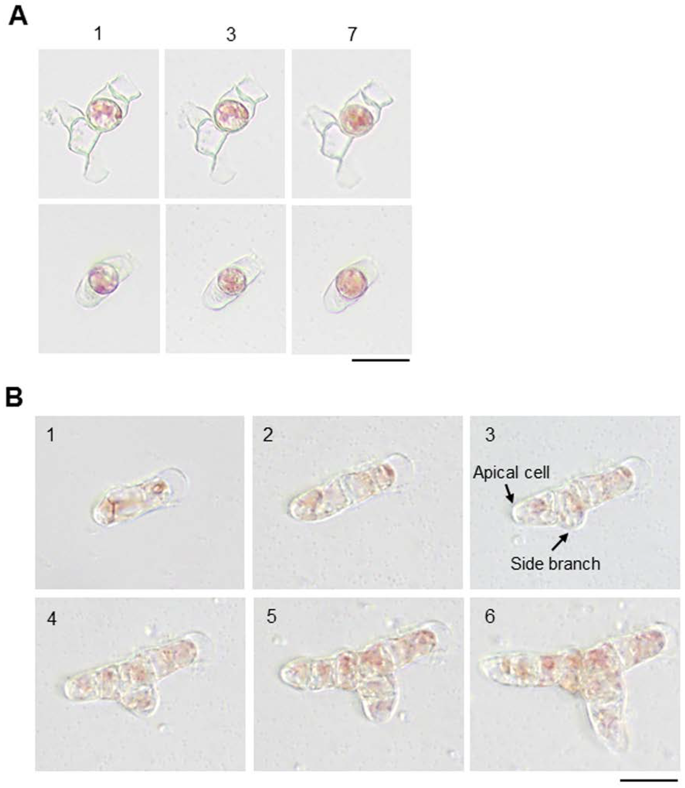 Cells 11 02652 g004 Cells 11 02652 g004