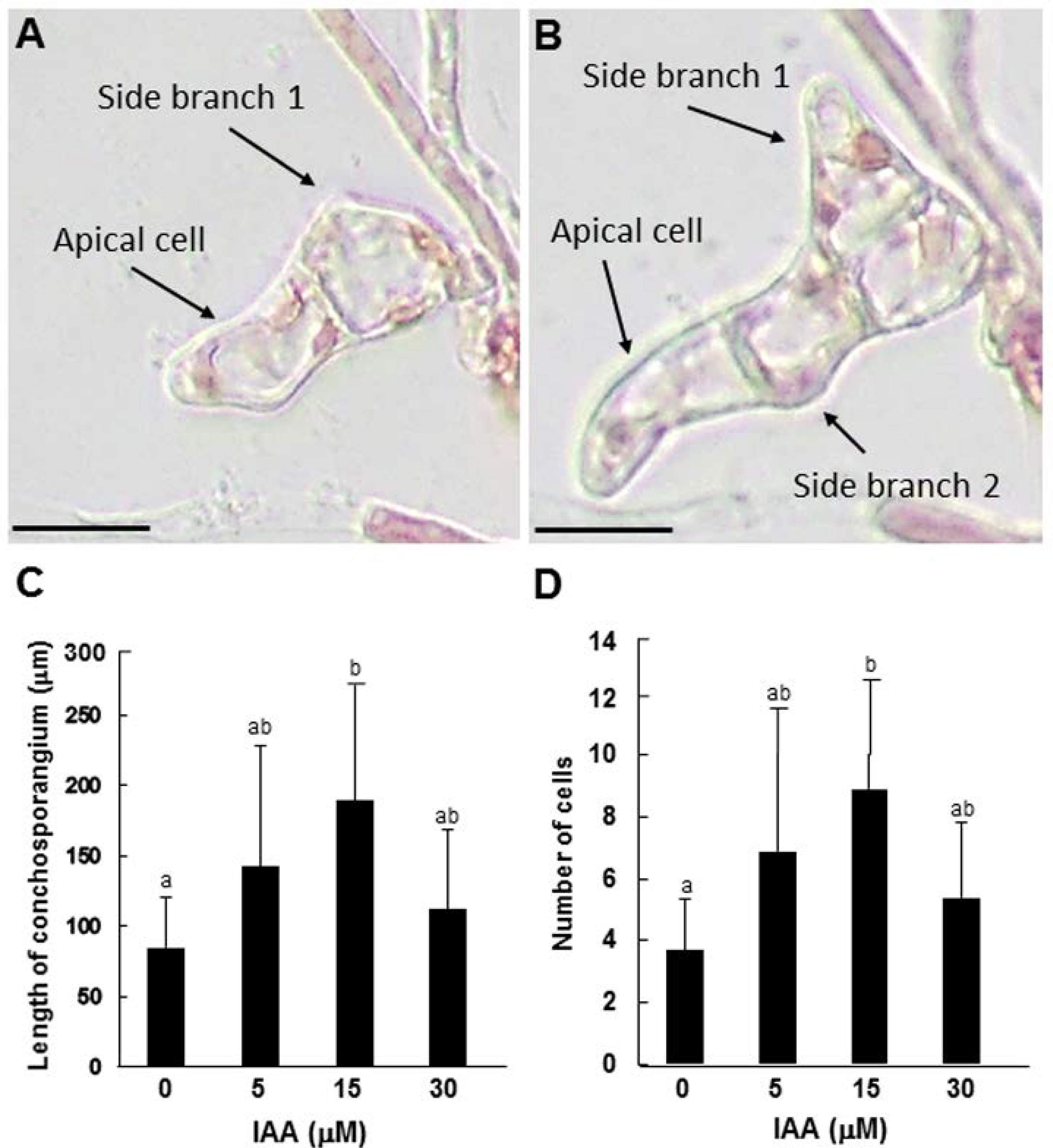 Cells 11 02652 g005 Cells 11 02652 g005
