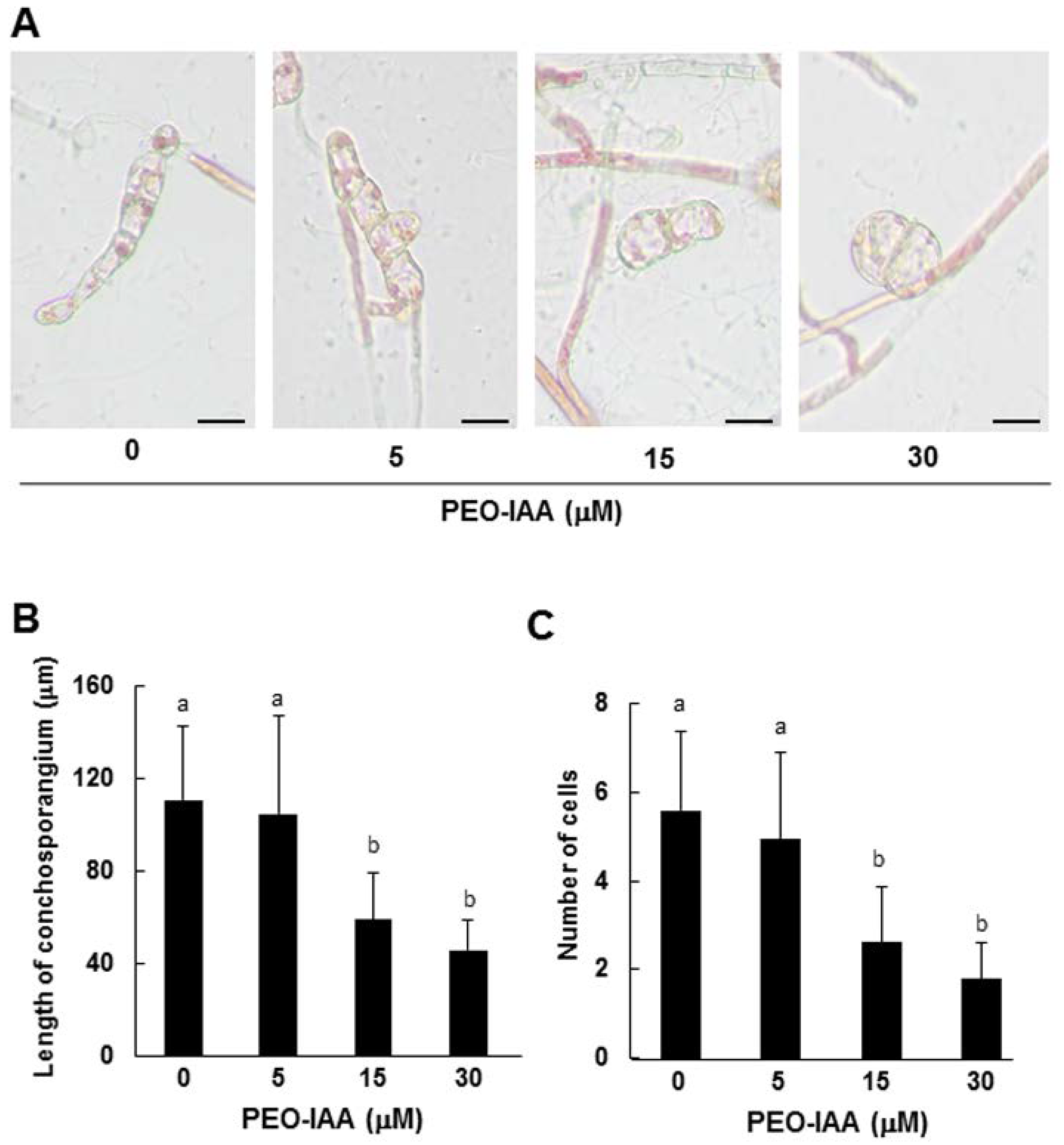 Cells 11 02652 g006 Cells 11 02652 g006