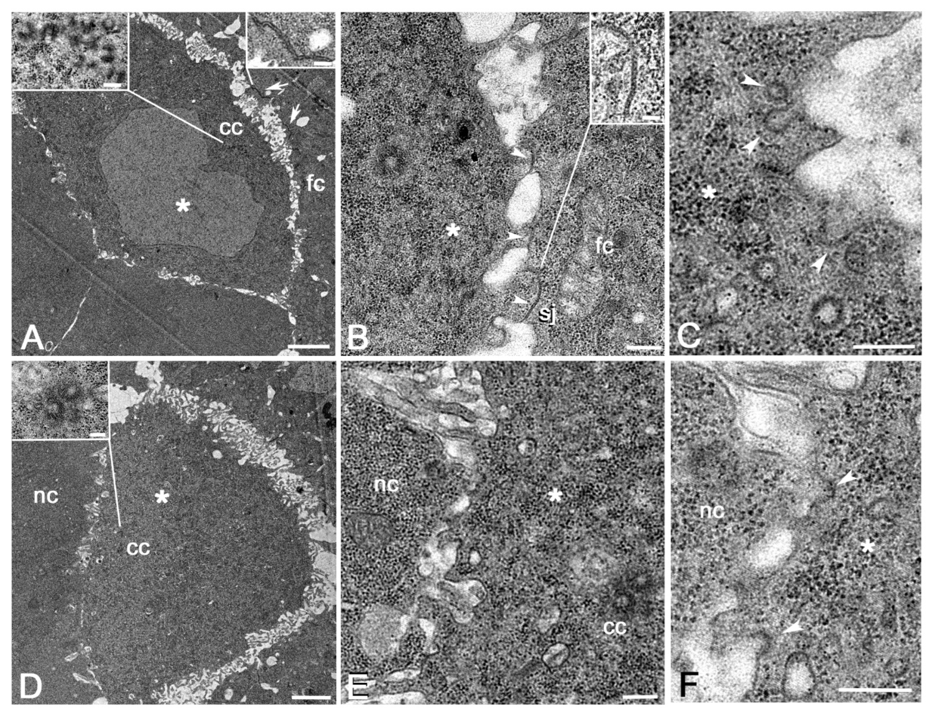 Cells 11 02658 g004 550