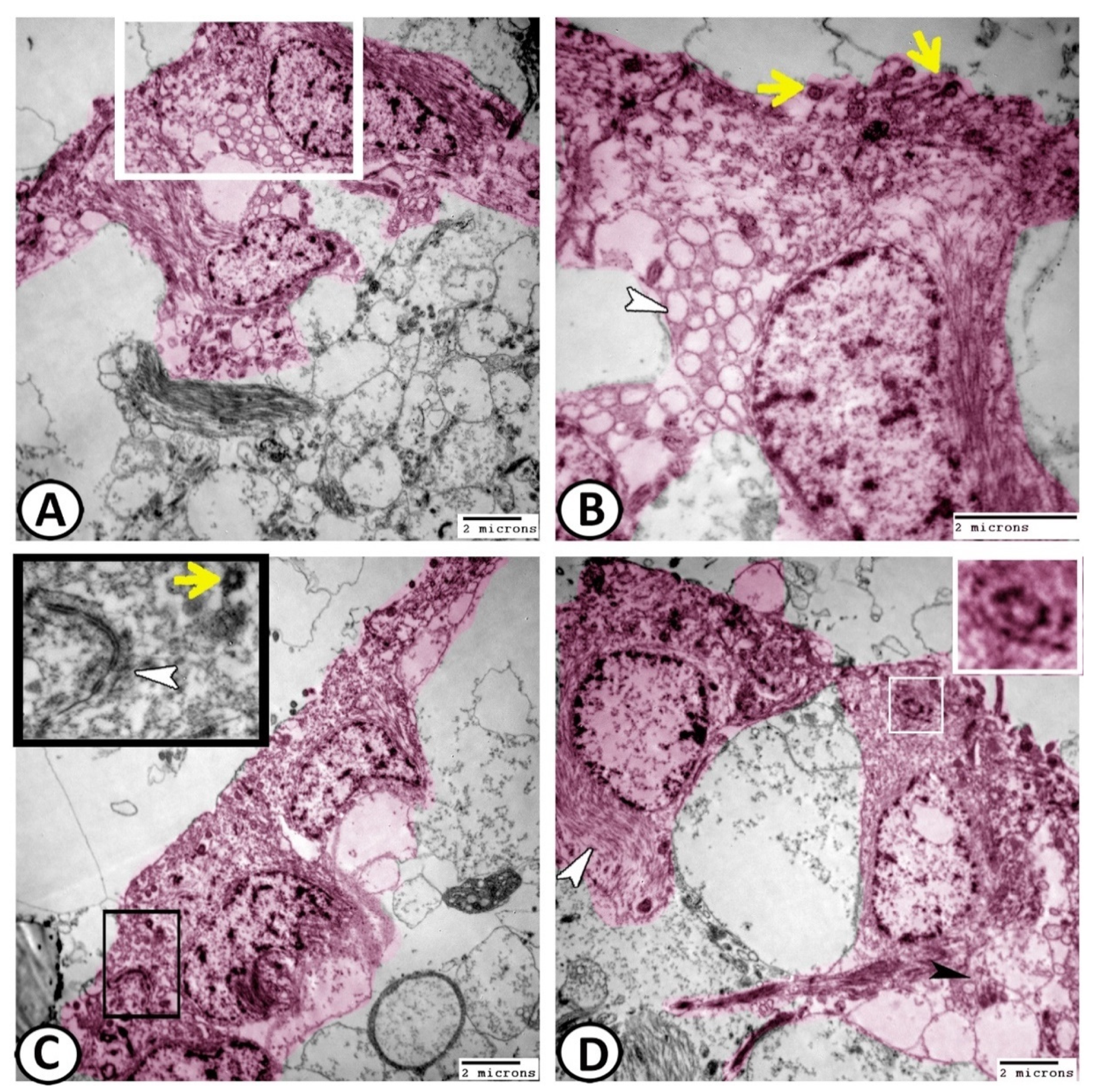 Cells 11 02659 g008 Cells 11 02659 g008