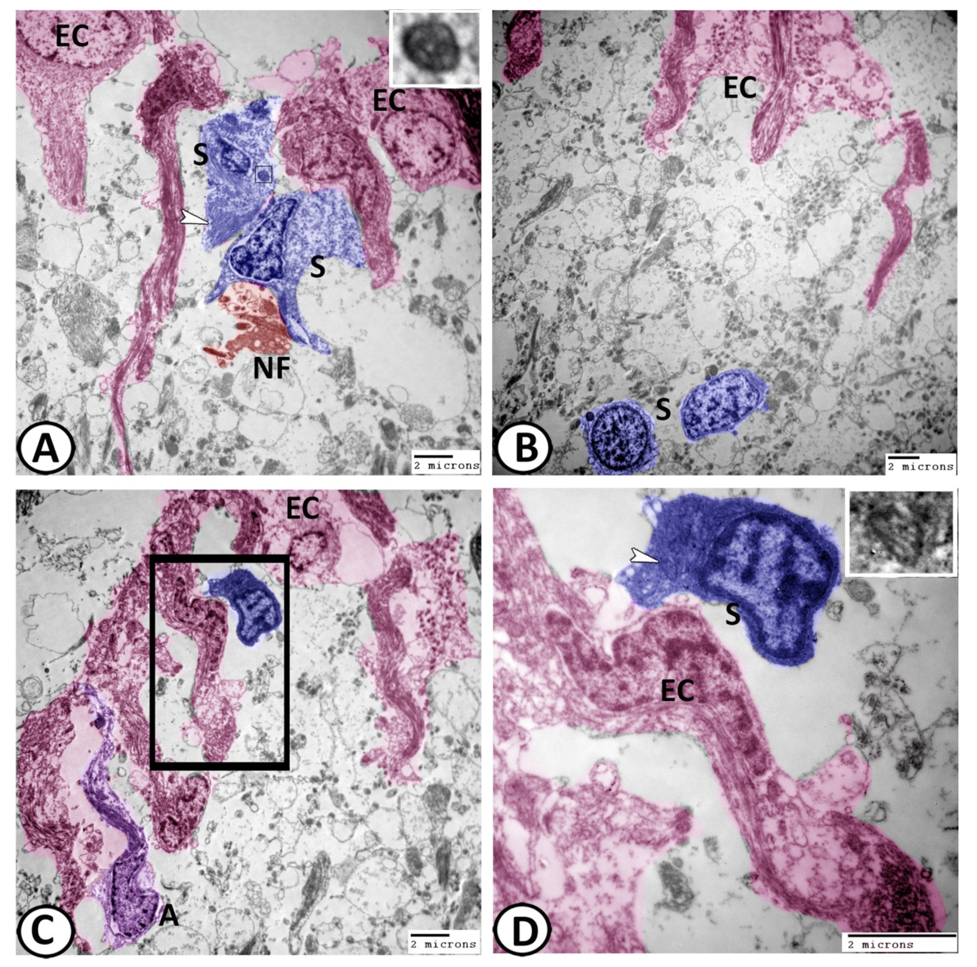 Cells 11 02659 g009 Cells 11 02659 g009
