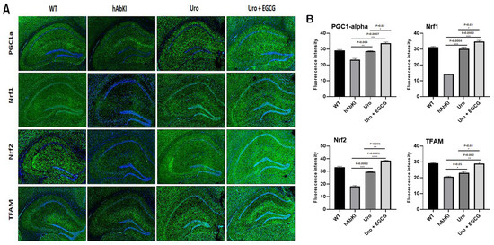 テスト A Combination Therapy of Urolithin A+EGCG Has Stronger