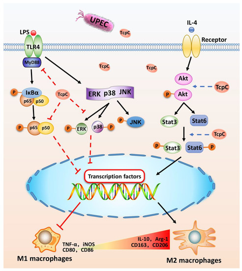 bpc-157 macrophage m1 m2 Peptide Therapy for Inflammation: A New Solution Schematic representation of the M1-