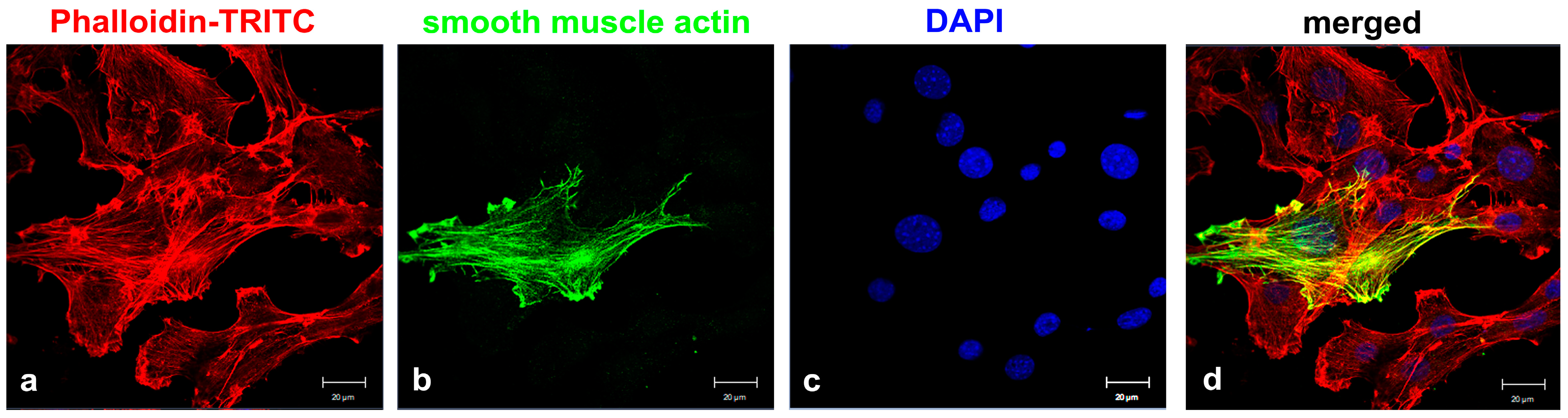 Cells 11 02677 g001 550