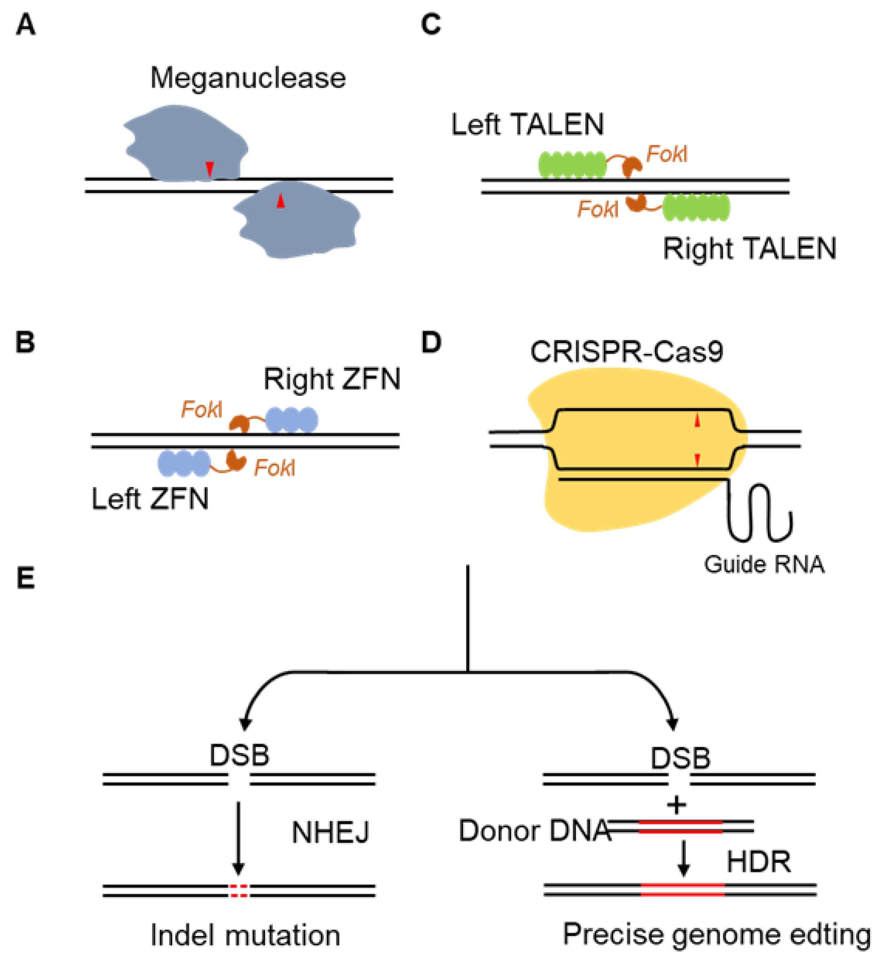 Cells 11 02682 g003 550