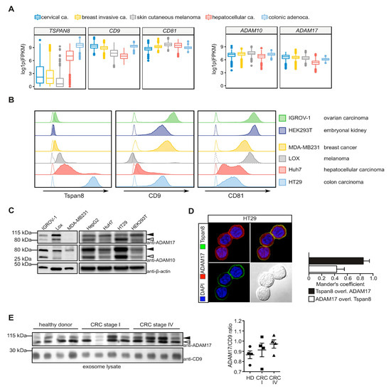 Tetraspanin 8 Subfamily Members Regulate Substrate-Specificity of