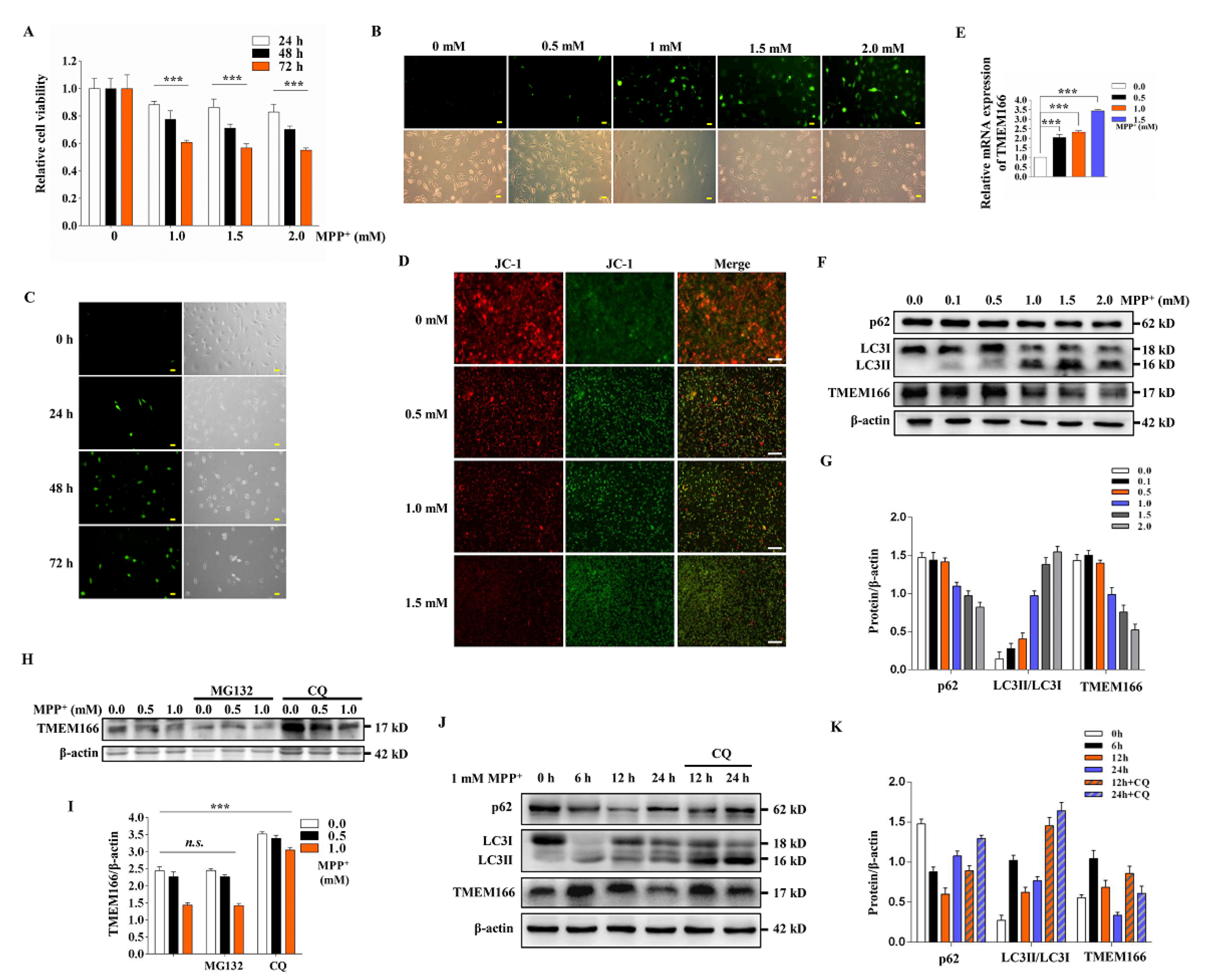 Cells 11 02706 g001 550