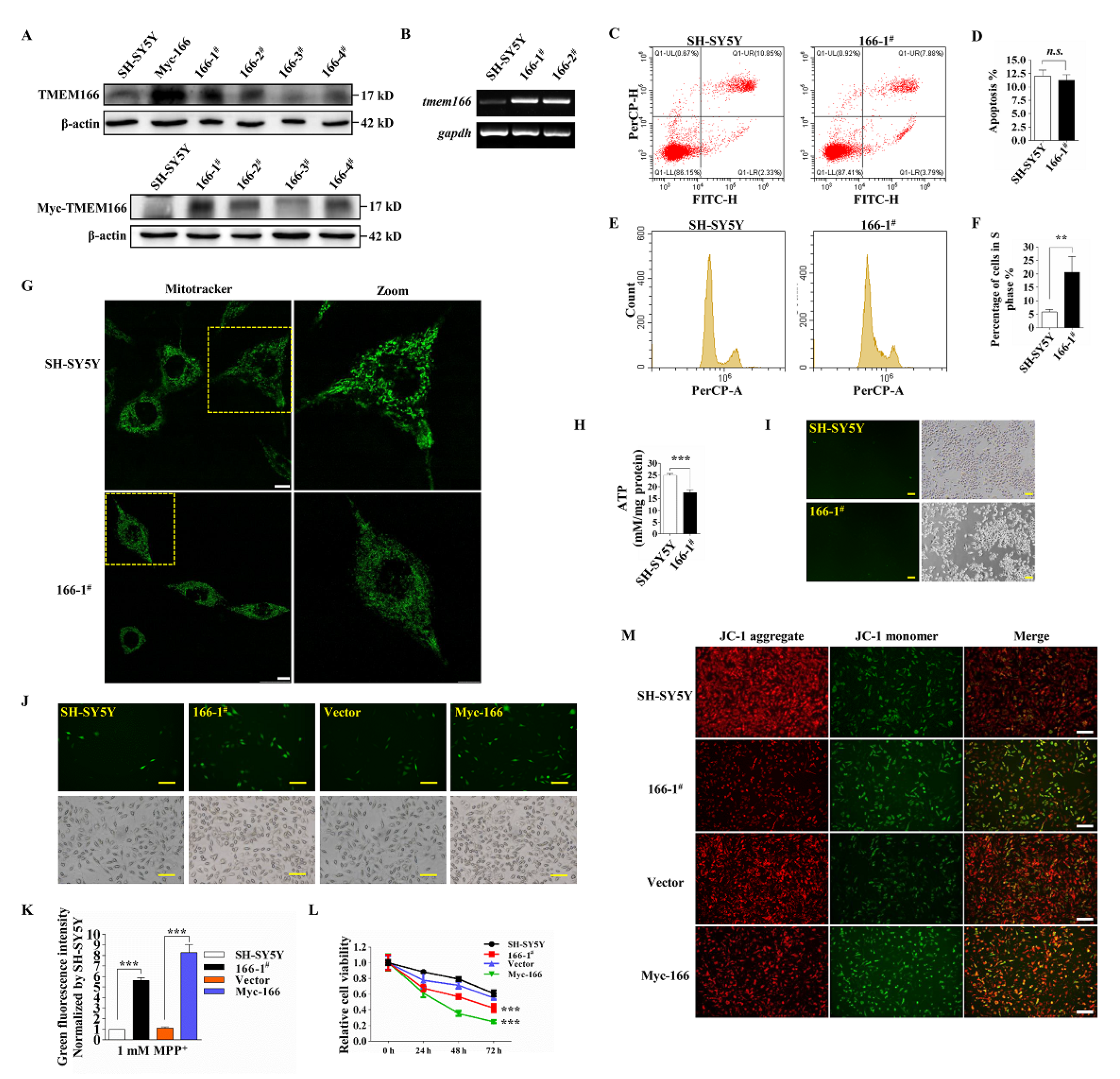 Cells 11 02706 g002 550
