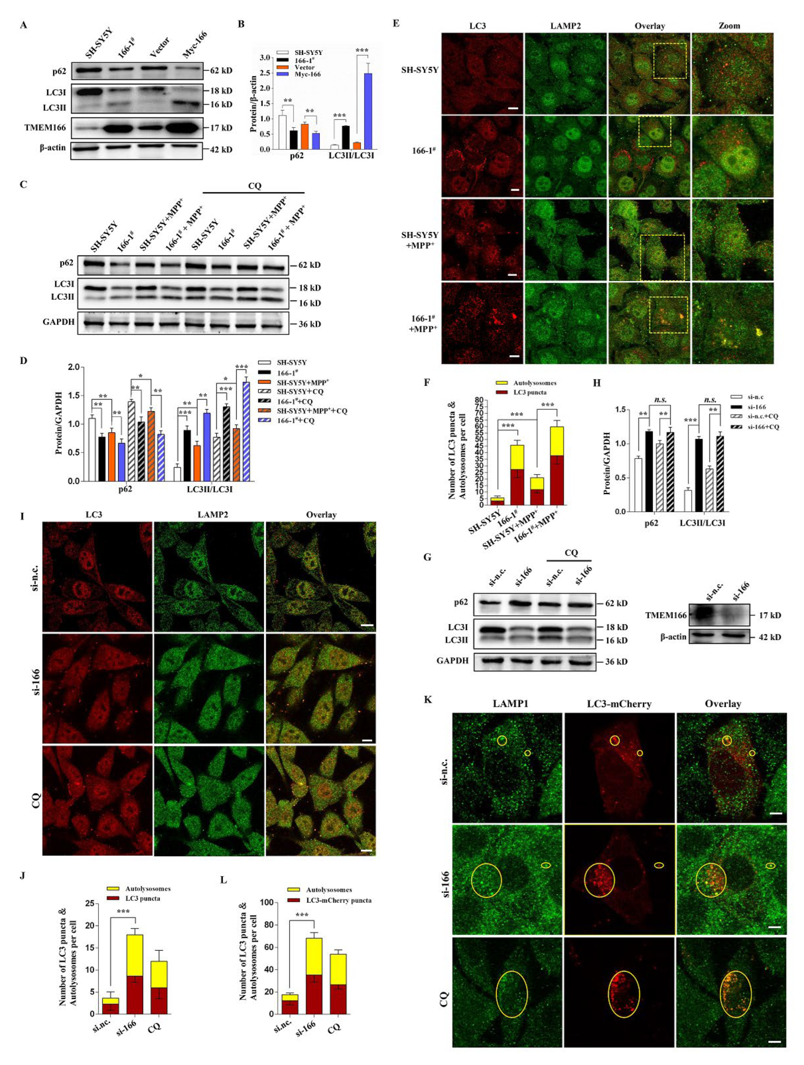 Cells 11 02706 g003 550