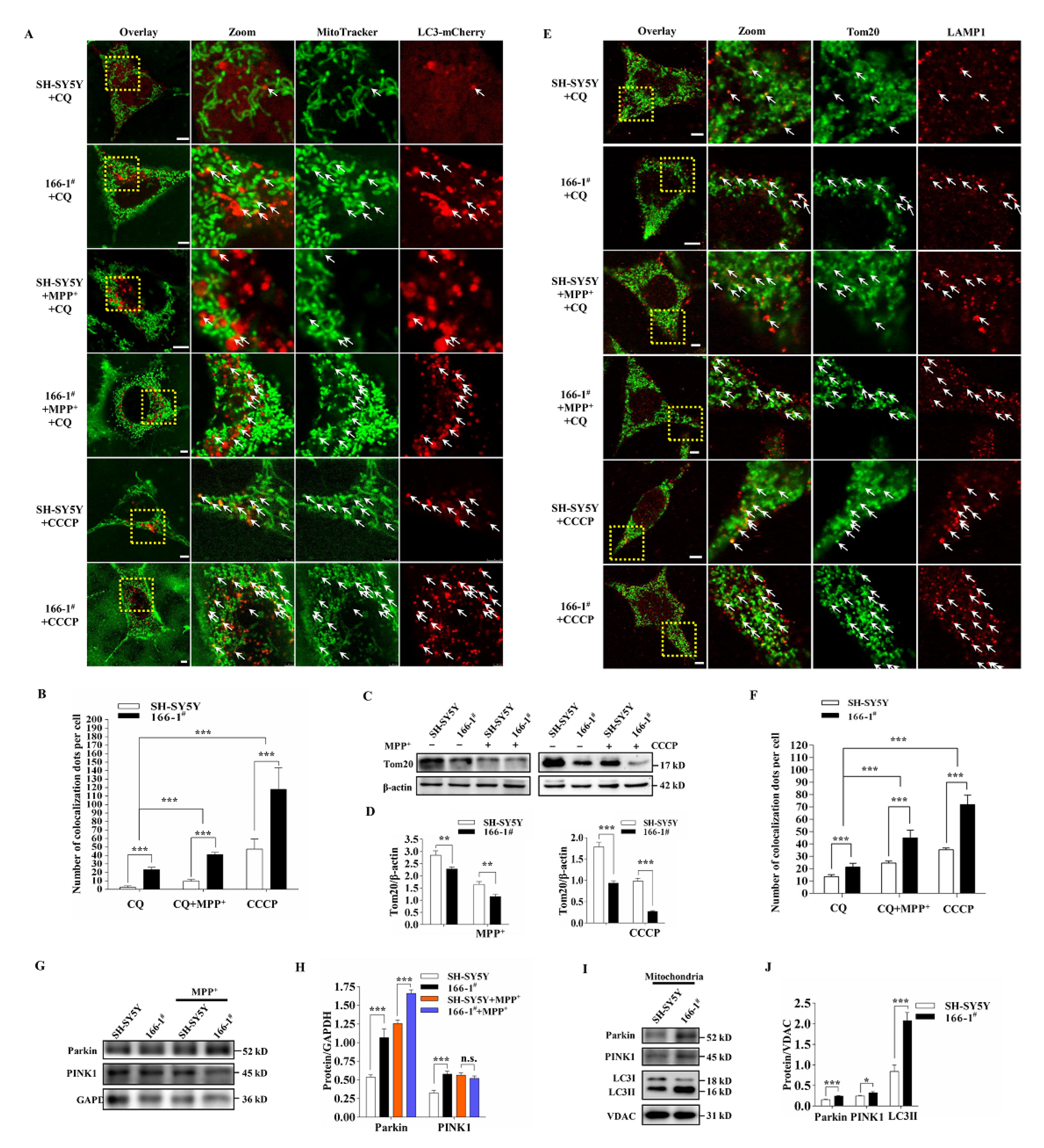 Cells 11 02706 g004 550