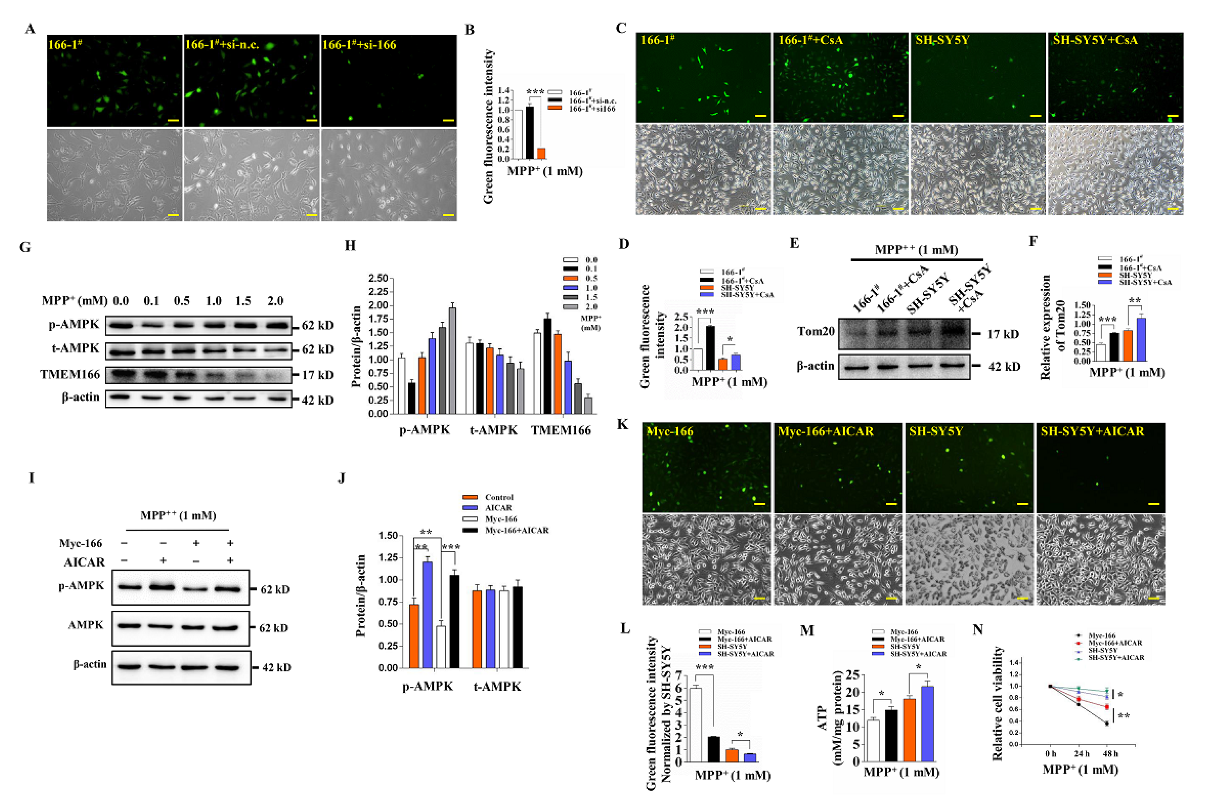 Cells 11 02706 g005 550