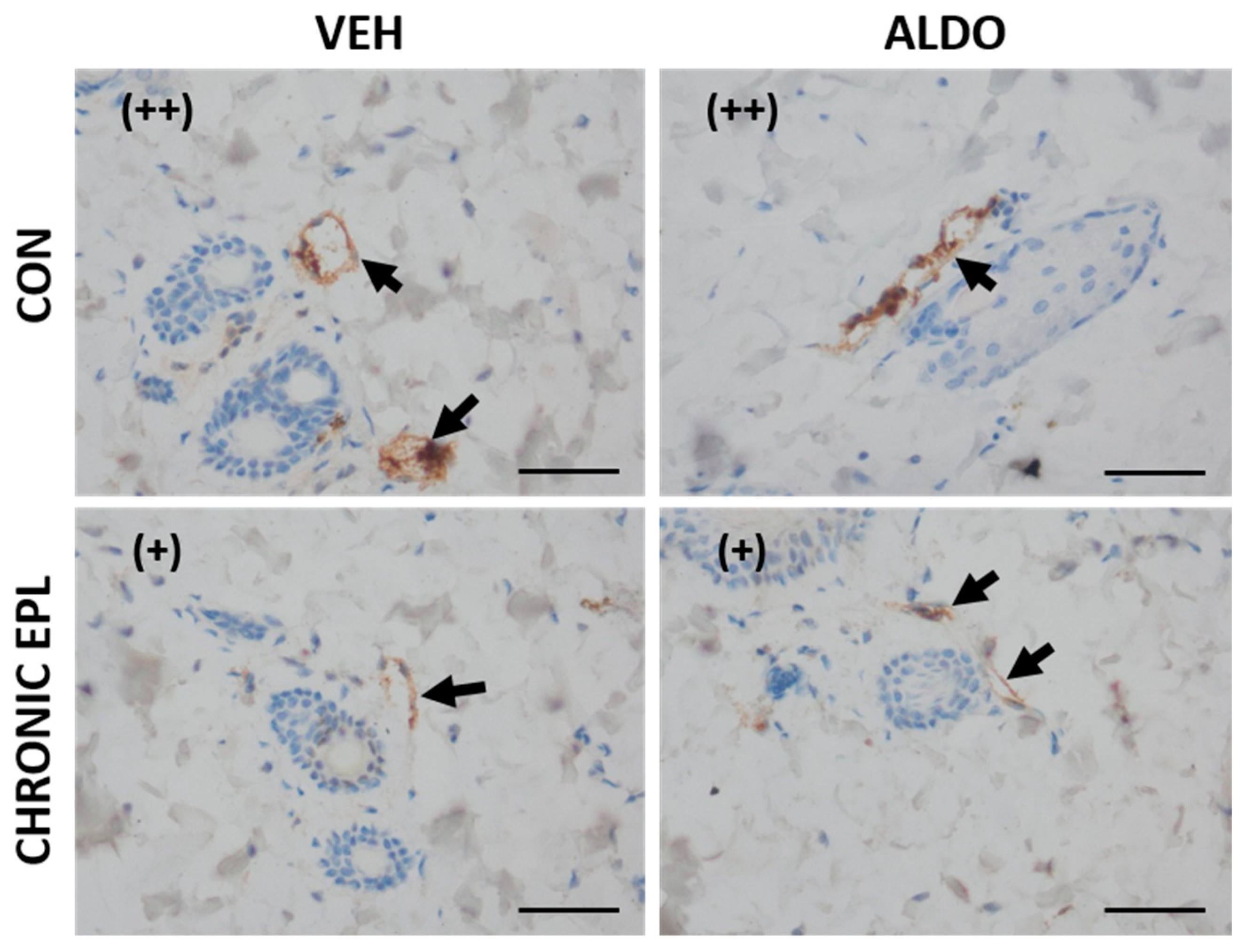Cells 11 02707 g007 Cells 11 02707 g007