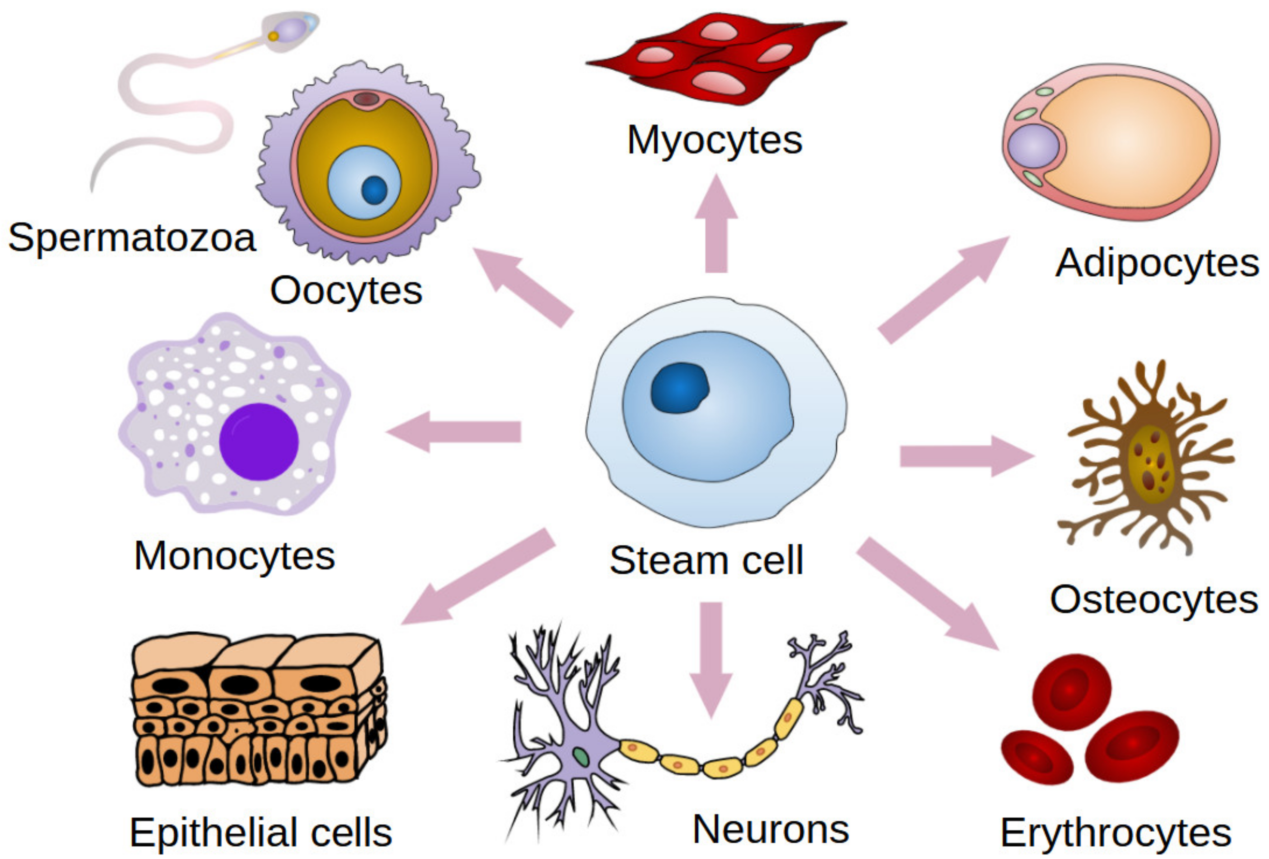 Сколько стволовых клеток