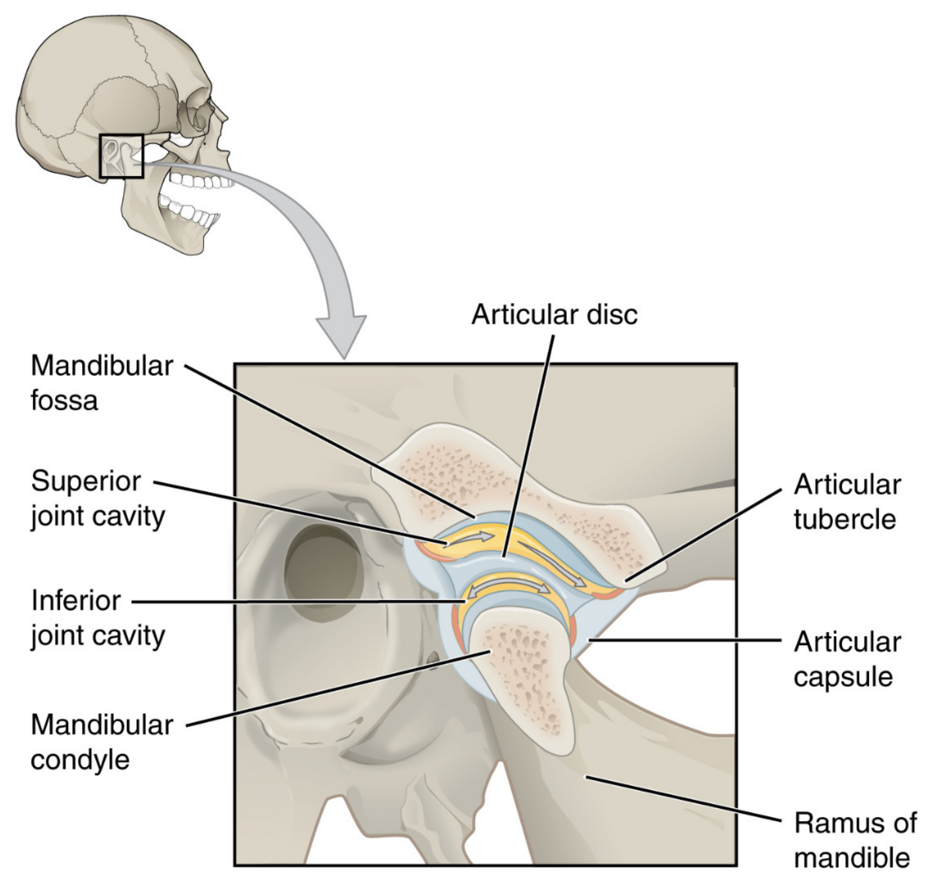 Cells 11 02709 g002 550