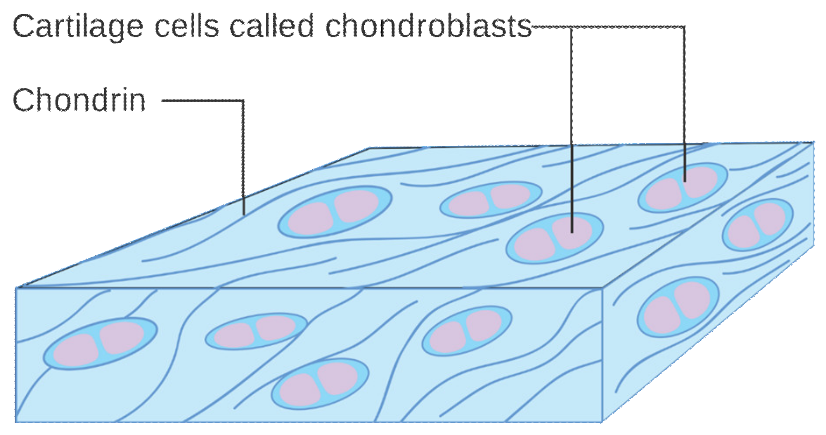 Cells 11 02709 g003 550