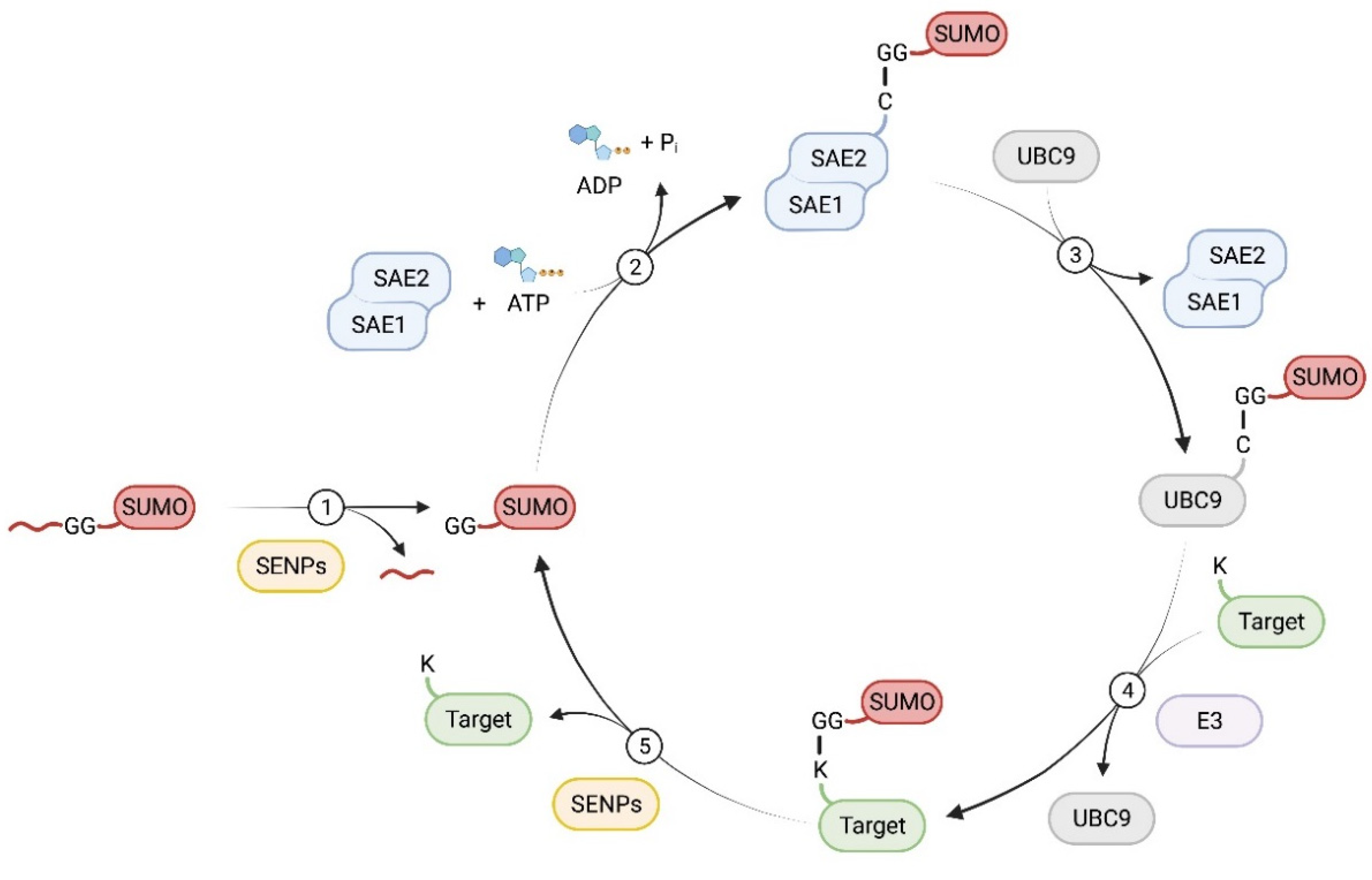 Cells 11 02710 g001 Cells 11 02710 g001